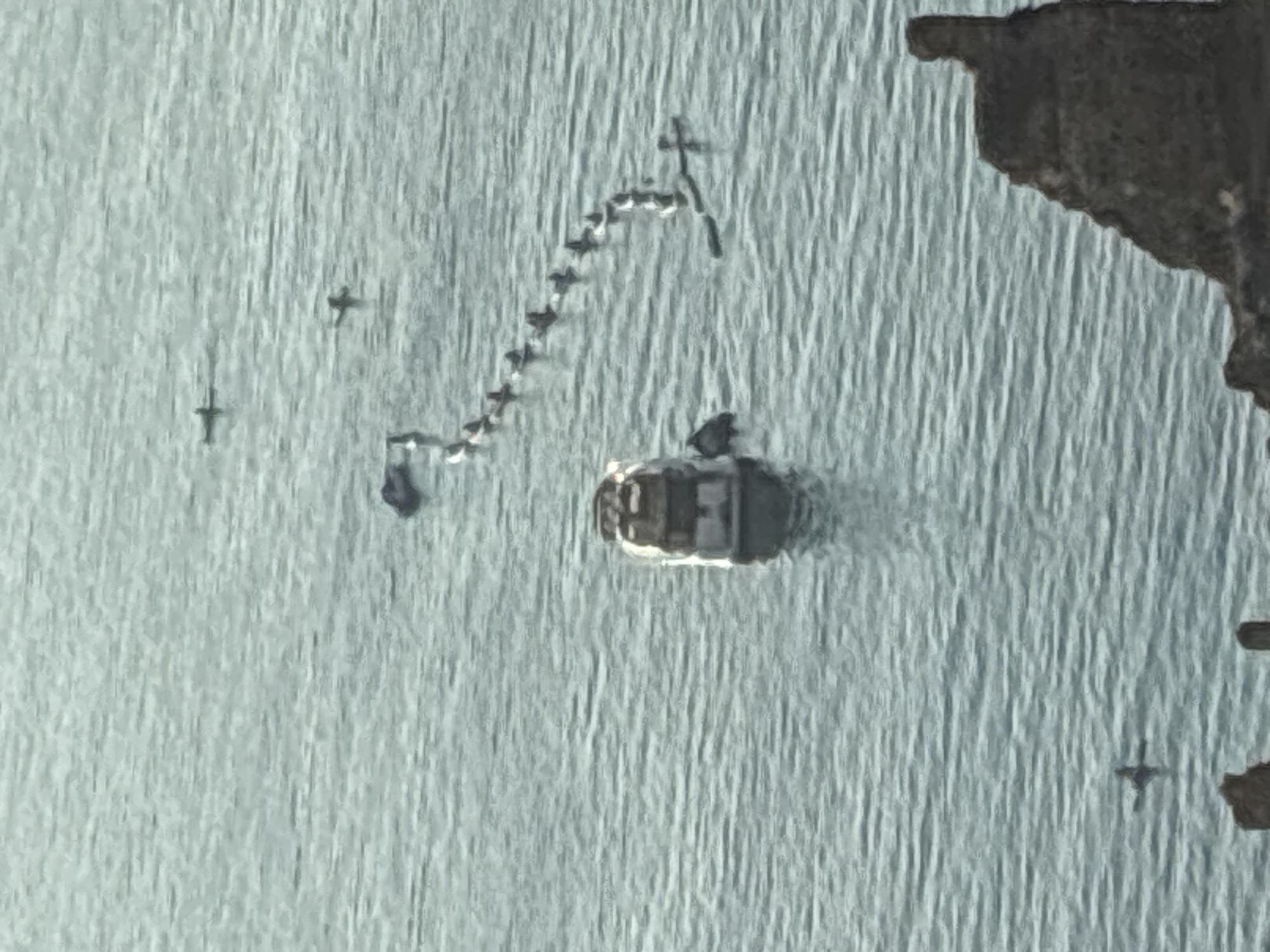 A long shot, slightly blurry image shows a body of water with a small, white boat in the foreground, appearing to be docked or anchored. In the distance, a line of ducks is swimming in single file. Several other ducks are scattered across the water. The water is calm and appears to be in a coastal area. In the lower right corner, a rocky outcropping is visible. The scene suggests a natural setting within or near Alanya, Turkey, possibly a harbor or bay.