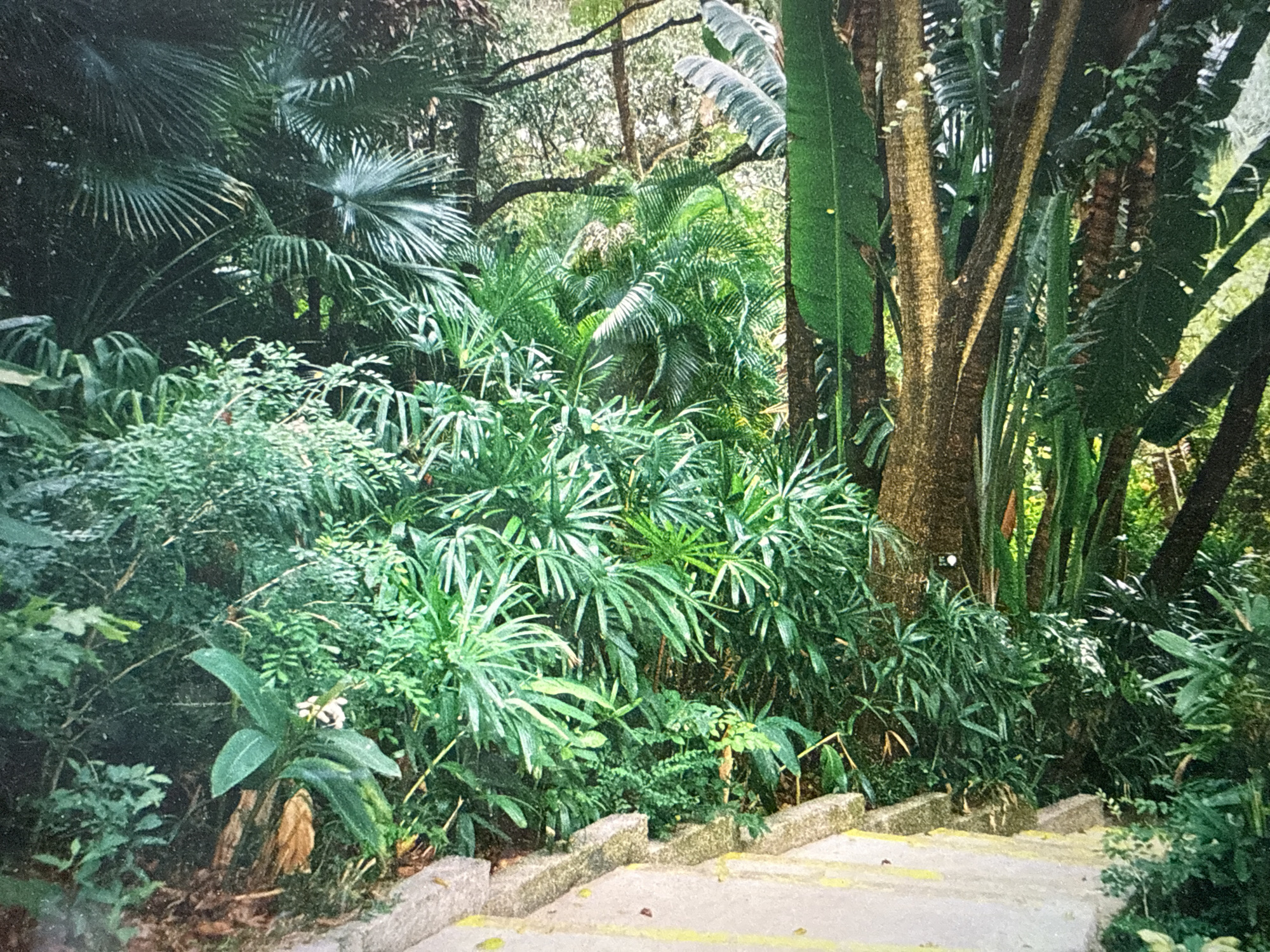 The image depicts a lush, green environment likely situated in a park or botanical garden. A set of concrete steps leads downwards into the dense vegetation. The foliage includes a variety of tropical-looking plants, with large leaves and numerous palm-like trees. The trees are tall and slender. No people are visible. Based on the stated location of Almaty, Kazakhstan, this scene is most likely within the Almaty Botanical Garden or a similar park in the city.