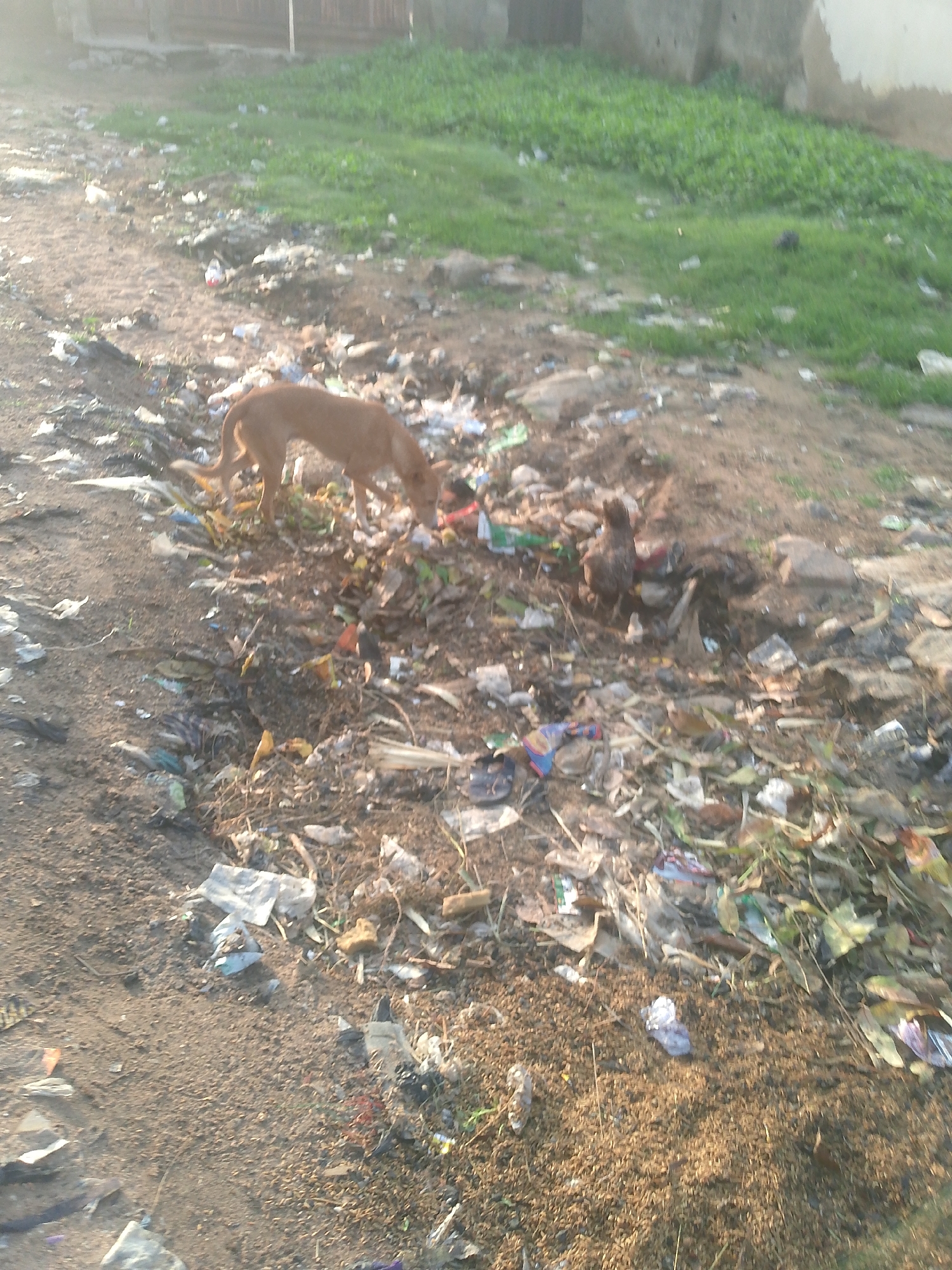The image depicts a scene of a dog and a chicken foraging in a littered outdoor area, likely a roadside or a vacant lot, in Jalingo, Nigeria. The ground is covered with a significant amount of trash, including plastic bags, paper, and other debris, interspersed with patches of dry vegetation and dirt. A healthy-looking, medium-sized brown dog with its tail curled is actively sniffing and searching through the garbage. Nearby, a chicken, also appearing healthy, is pecking at the ground amidst the trash.
In the background, there is a patch of lush green grass, suggesting the presence of a slightly cleaner area nearby, possibly a garden or a less used space. Beyond the grass, a building with a neutral-colored facade is partially visible, its presence offering a subtle hint of a residential or urban environment. The lighting suggests it is daytime, with the sun casting shadows and illuminating the scene, possibly late afternoon due to the warm tones. The overall impression is one of neglect and waste, contrasted with the natural presence of the animals trying to survive in this environment. There is no visible text in the image.
