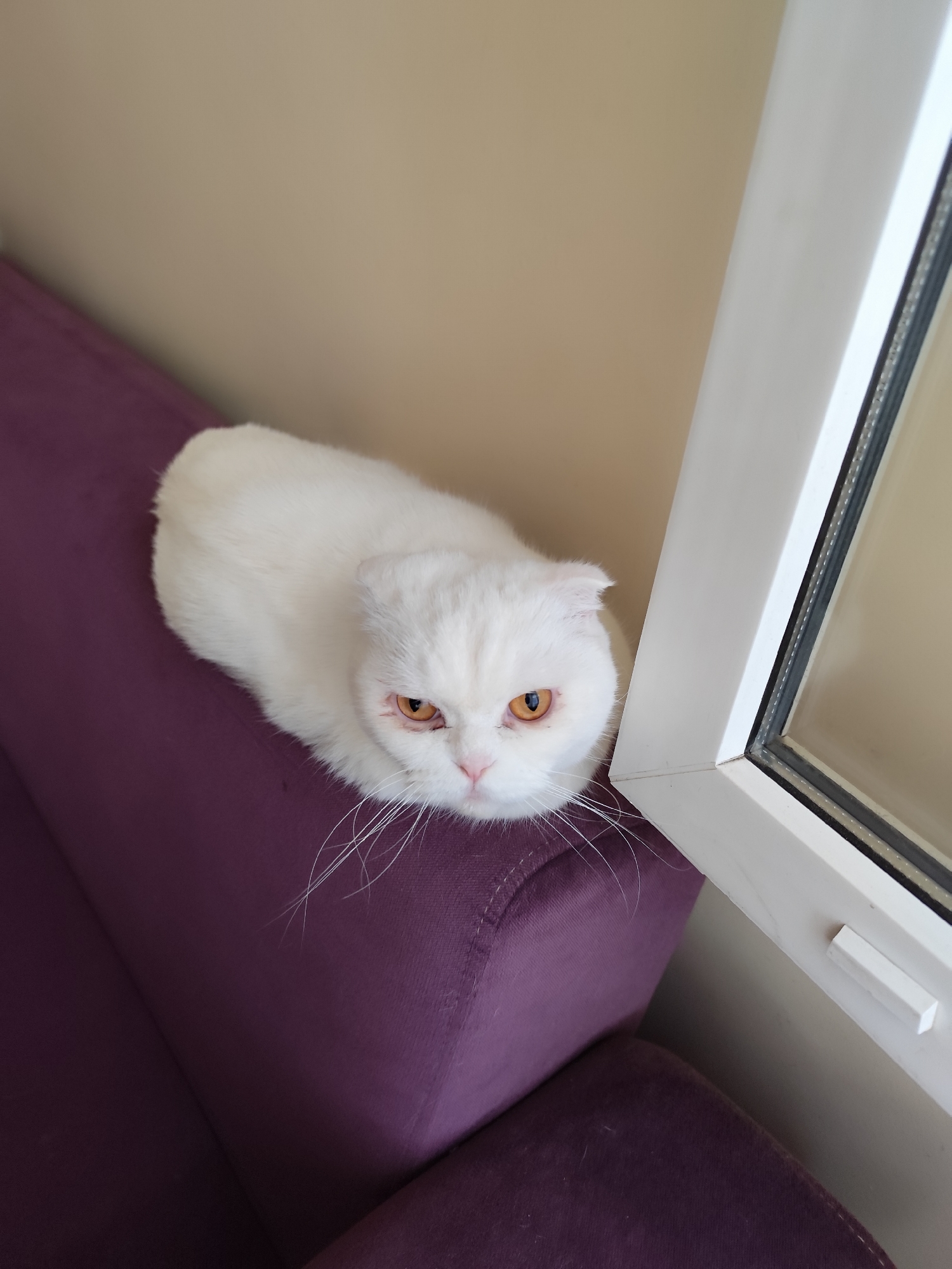A high-angle shot depicts a white Scottish Fold cat resting on a purple upholstered surface, likely a sofa or cushion. The cat has amber eyes and a flattened face characteristic of its breed. It is positioned close to a white-framed window, which occupies the right side of the frame. The wall behind the cat and window is painted a neutral beige color. While the location in Sarıyer, Turkey, is provided, no elements in the image definitively confirm this.