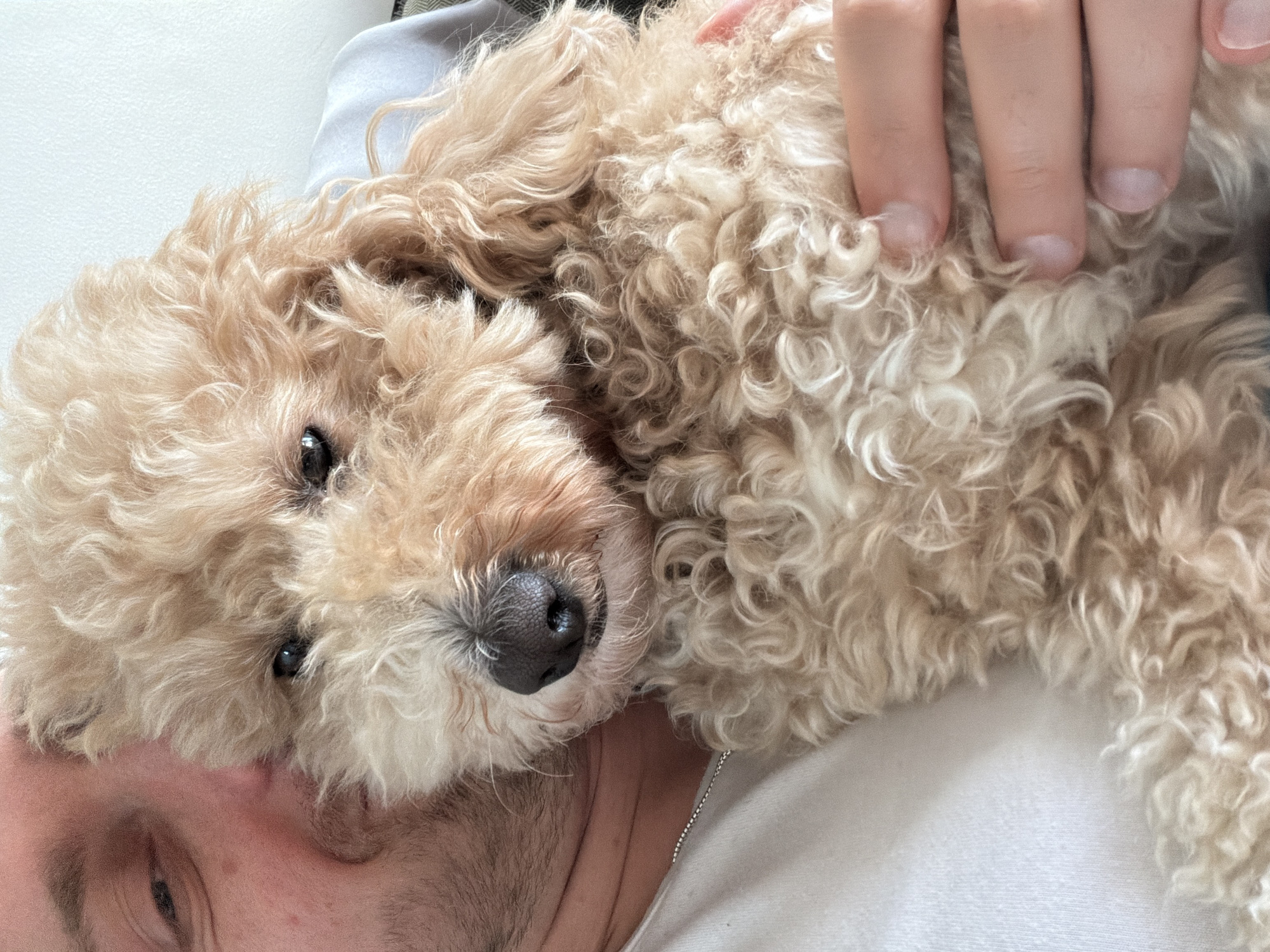 A light brown poodle lies on a human, possibly a man, whose eye and part of his face is visible in the lower left of the image. The human's hand is on the poodle's back, partially obscured by the poodle's fur. The setting appears to be indoors, possibly a home. There is no specific information to suggest a location in the city of London, United Kingdom.