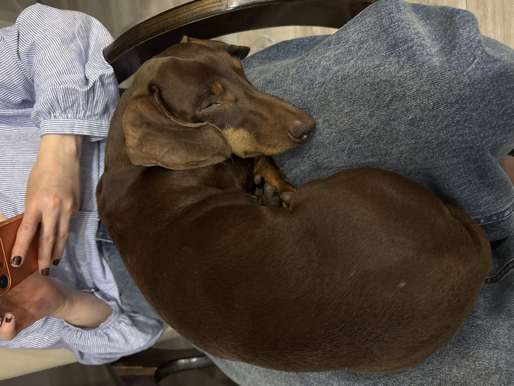 An overhead view captures a person seated, wearing a light blue and white striped long-sleeved shirt with gathered cuffs and blue denim jeans. The person's hands, with dark brown painted nails and finger rings, hold an orange-cased smartphone. A short-haired dark chocolate brown dachshund, displaying some tan markings on its muzzle, is curled up and sleeping soundly on the person's lap, with its head resting on the person's right thigh. A dark wooden chair arm is partially visible on the right side of the frame, and a light-colored floor is discernible in the lower right background. The immediate environment appears to be an indoor setting.