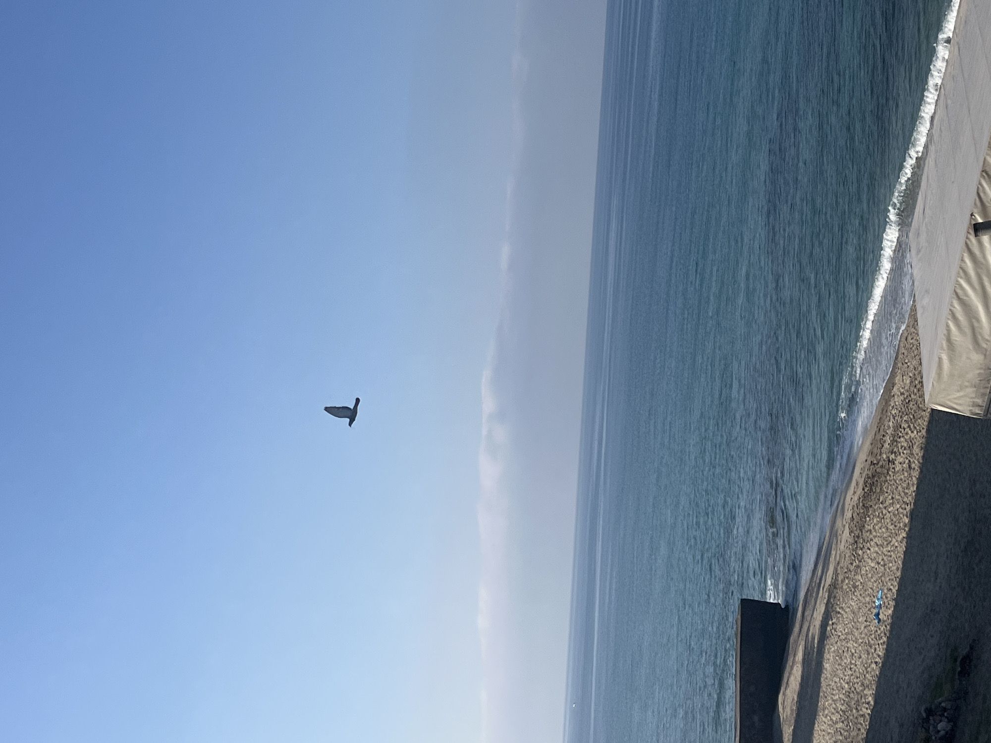A sideways, eye-level shot captures a bright day at the beach in Alanya, Turkey. A bird is flying in the expansive, clear blue sky to the left. A pale strip of haze sits between the sky and the teal ocean. The ocean extends vertically, with the shoreline on the right and the water stretching into the distance. The coast consists of dark sand next to a concrete sea wall. White water indicates gentle wave action. Some dark structures and a blue object are visible on the beach near the seawall.