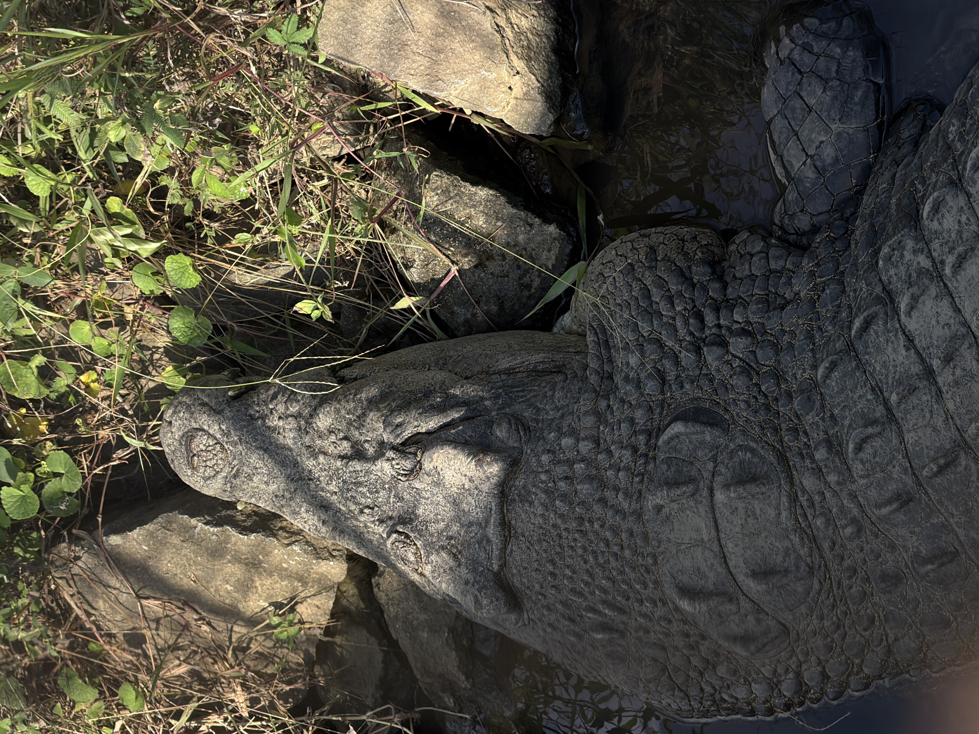 The image shows a close-up, overhead view of a large alligator partially submerged in dark water, resting alongside several large rocks and lush green vegetation. The alligator's textured, scaly hide is prominently displayed, with sunlight casting shadows and highlighting its features. The surrounding environment appears to be a natural habitat with rocks, water, and plant life. The exact location within Tempurejo, Indonesia, is not specified, but the scene depicts a wild or semi-wild setting.