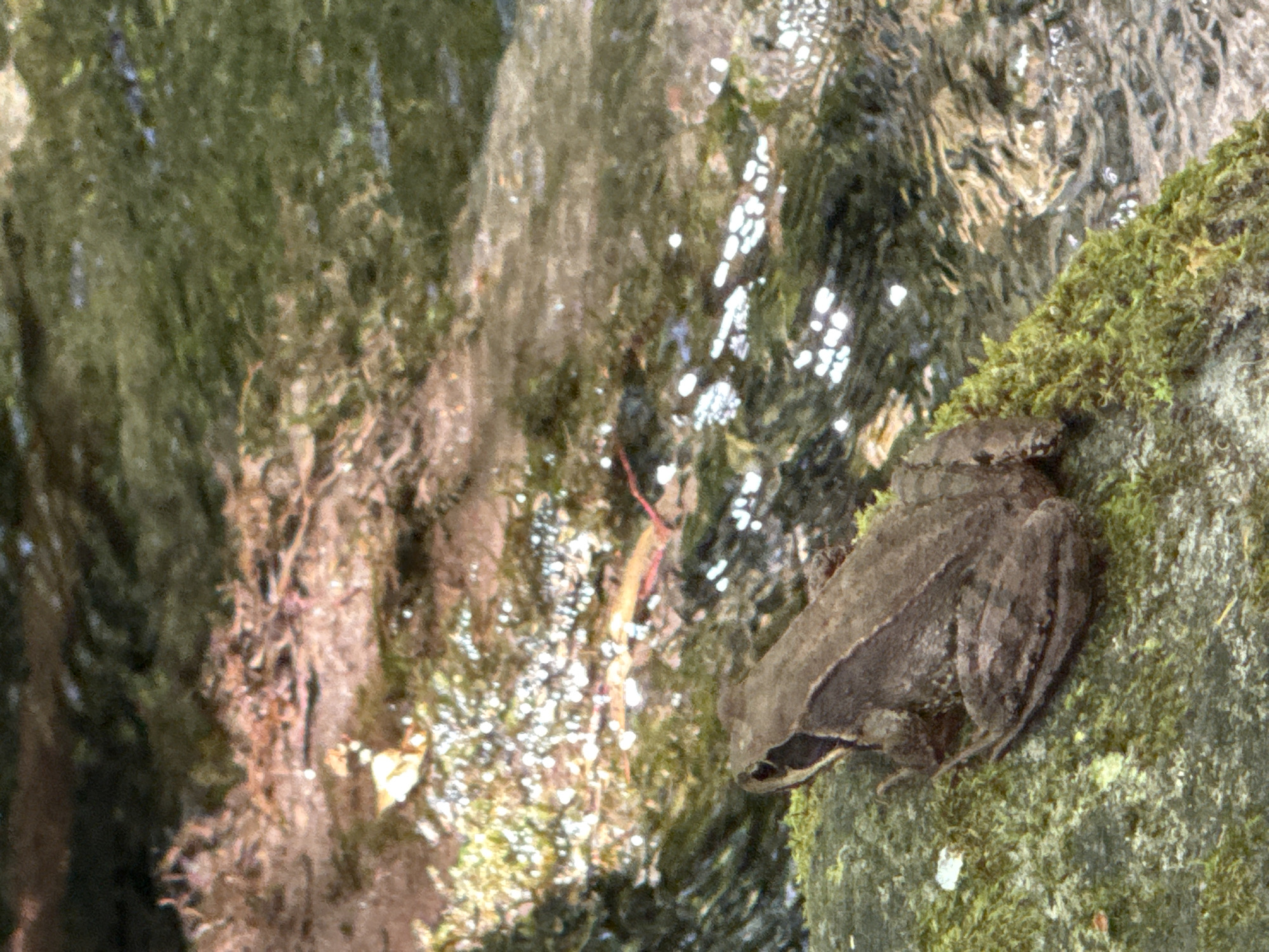 A brown frog is perched on a moss-covered rock beside a shallow, flowing stream. The water is clear, with sunlight reflecting off its surface, creating bright, shimmering patterns. The stream bed is visible beneath the water, with rocks and vegetation. The surrounding environment appears natural and serene. There are no people present in the image. The location is the Verzasca Valley in Switzerland.