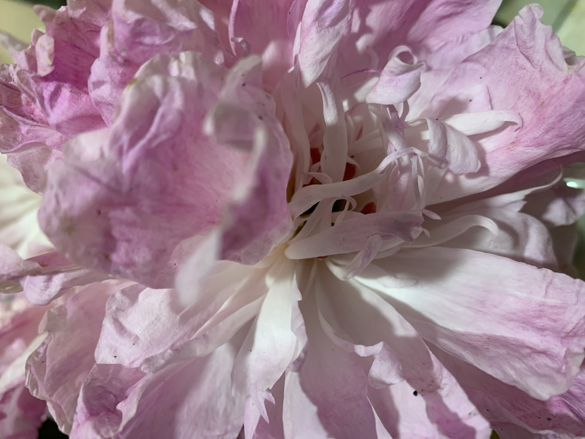 A close-up shot shows a pink and white peony flower. The petals are layered and ruffled, with varying shades of pink and white, creating depth and texture. The center of the flower is slightly visible with some white and red elements. The image is well-lit, highlighting the delicate details of the petals. The city and specific location are Unknown.