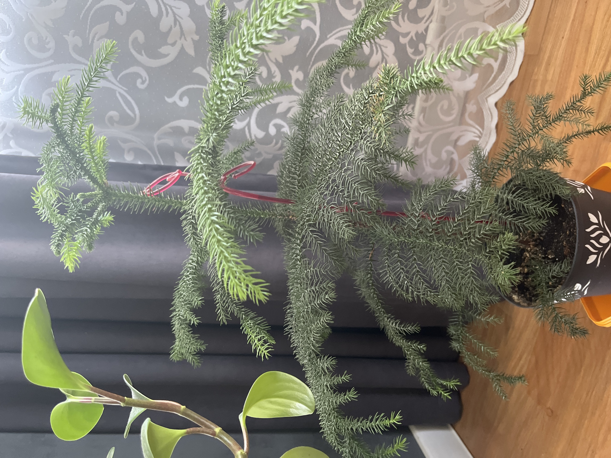 The image shows an indoor scene with two plants. On the left, a plant with broad, glossy green leaves is partially visible. Its stem is reddish-brown, and the leaves are arranged in pairs. To the right, a conifer is the main subject. This plant has a layered, symmetrical structure with short, needle-like leaves forming a tiered appearance. A thin, red string is tied around the top of the conifer. Both plants are in pots placed on a wooden floor. Behind the plants, dark grey curtains are visible on the left, and a white patterned curtain is on the right. The overall impression is that of a domestic interior setting, likely a living room or a sunroom. There is no indication of the city of Saratov, Russia, or any specific location within it.