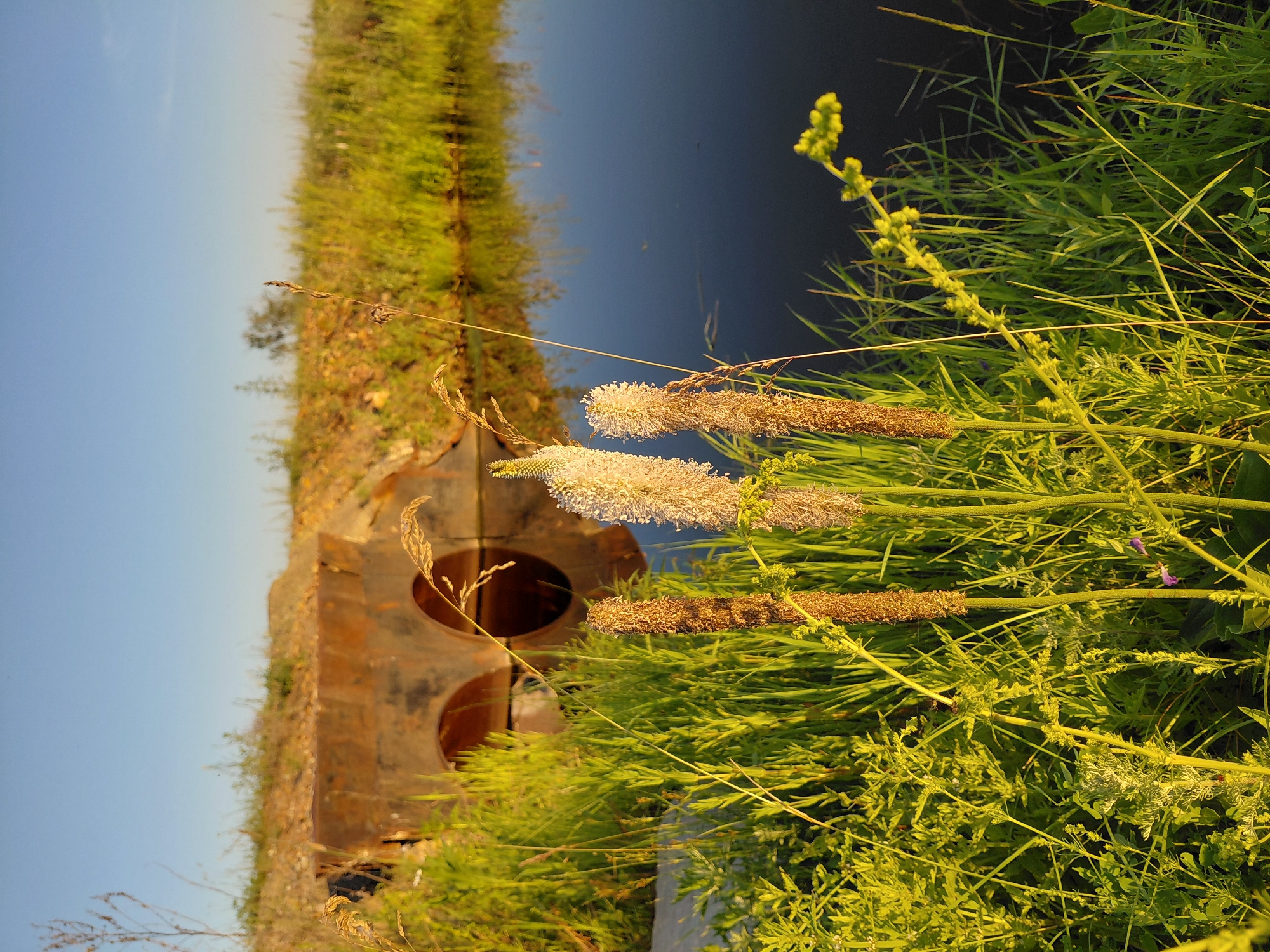 The image captures a serene natural scene with a focus on vegetation and a body of water. In the foreground, several tall, thin plants with feathery tops dominate the frame. To the left and slightly behind these plants, a rusty, aged culvert with two arched openings is partially visible, embedded in a dirt embankment. Beyond the culvert, a calm body of dark water reflects the golden light of what appears to be late afternoon or early evening. The surrounding area is lush with green grass and other foliage, indicating a rural or semi-rural setting. The sky above is a clear, pale blue, suggesting fair weather. The image has a natural, unposed quality, highlighting the textures and colors of the outdoors. While the prompt requests details about Vozdvizhenka, Russia, the image itself provides no direct indicators of its specific geographical location. Therefore, any mention of Vozdvizhenka is an assumption based on the prompt's instruction and cannot be verified from the visual content. The scene appears to be unoccupied by humans.