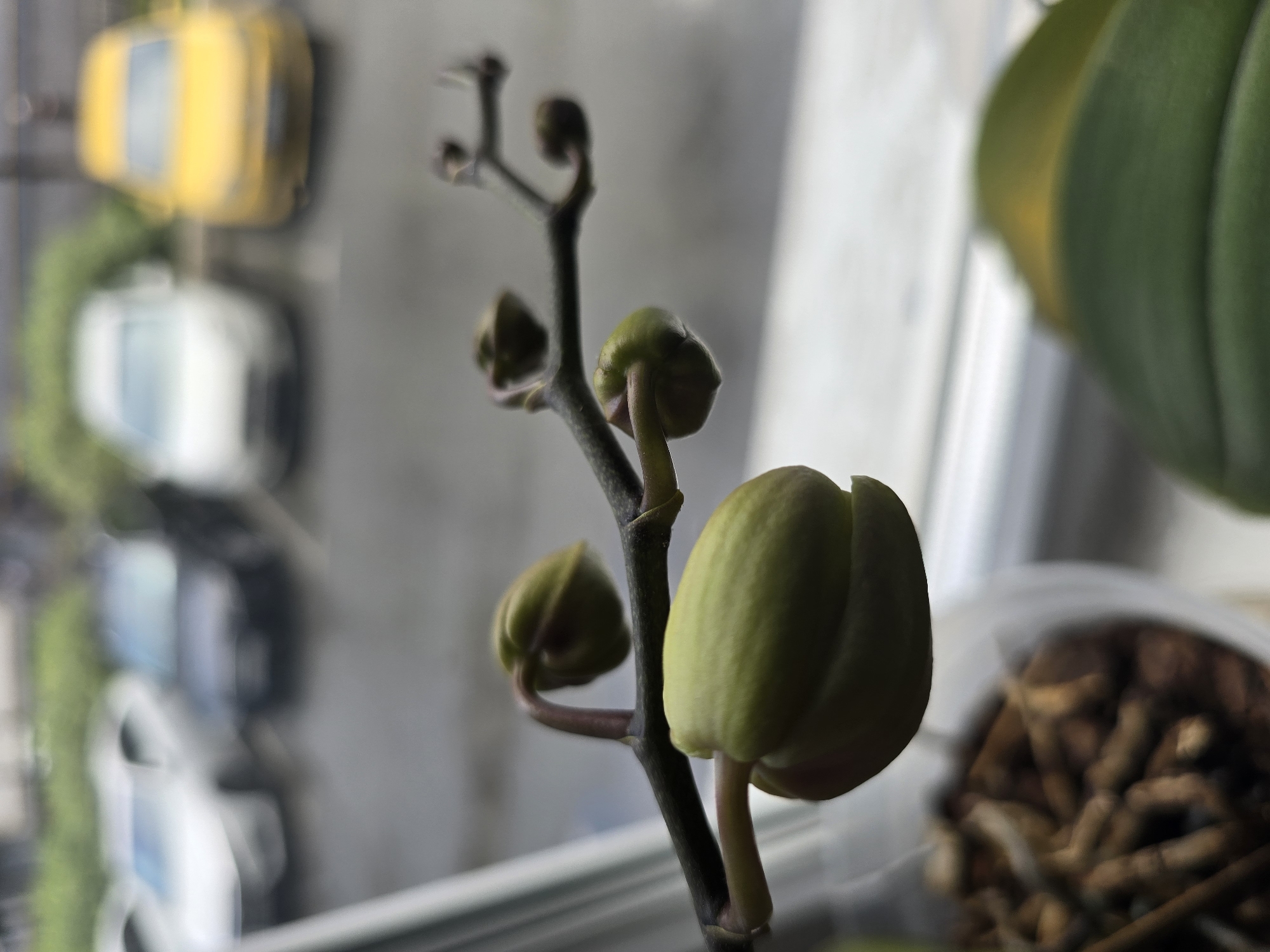 The image shows a close-up of an orchid stem with several green buds, some of which are beginning to open. The orchid is positioned in front of a window, with a blurry background that appears to be an outdoor scene with cars parked. The context suggests the image was taken from inside a residence in Petropavlivska Borshchahivka, Ukraine, likely on a cloudy or rainy day given the overcast lighting and wet appearance of the parked cars. The focus is sharp on the orchid buds, highlighting their texture and the delicate structure of the stem. The lower part of the image shows the orchid's roots and part of a clear plastic pot.