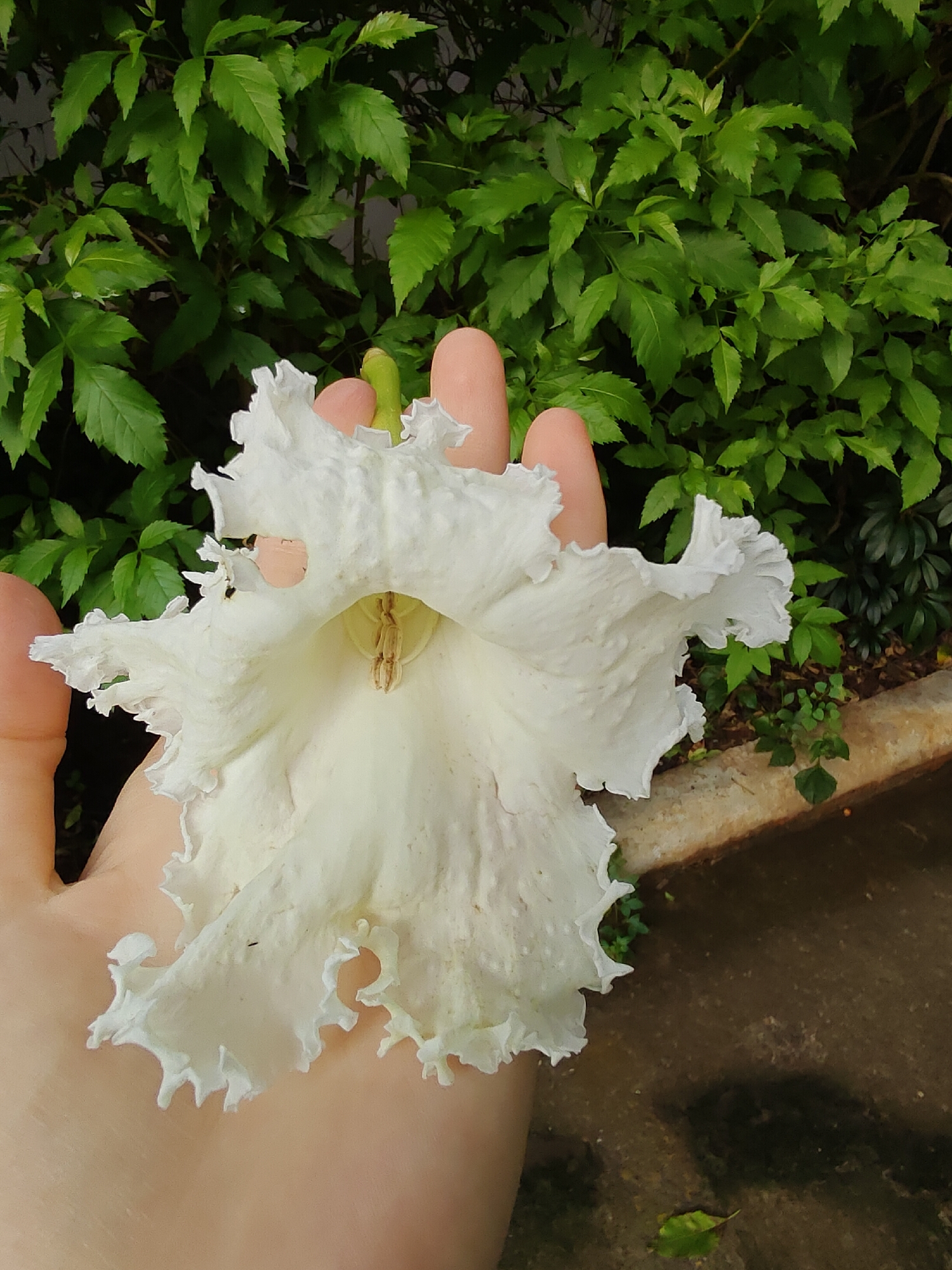 A person's hand holds a large, white, trumpet-shaped flower with ruffled edges. The flower is centrally positioned in the frame and its opening reveals the stamens within. The background consists of lush green foliage, suggesting an outdoor setting in a garden or natural area. The scene appears to be located in Mu Si, Thailand, a region known for its natural beauty and agricultural tourism.