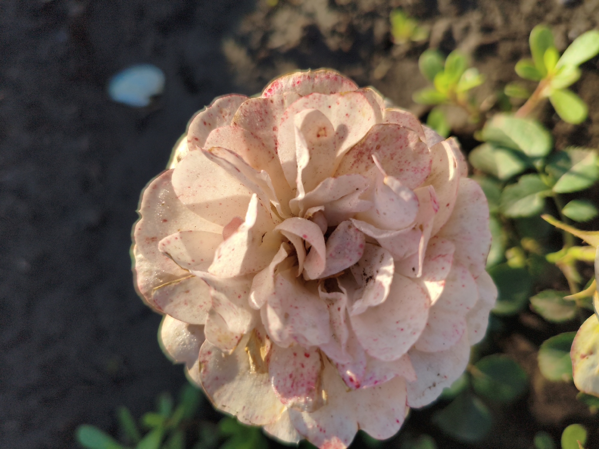A close-up, top-down view shows a pale pink, multi-petaled flower with speckles of red. The flower is in focus, while the background consists of dark soil and blurred green foliage. A small, out-of-focus light blue object is visible in the upper left quadrant of the image. The scene appears to be outdoors, in the natural environment of Ақсуат ауылдық округі, Kazakhstan.