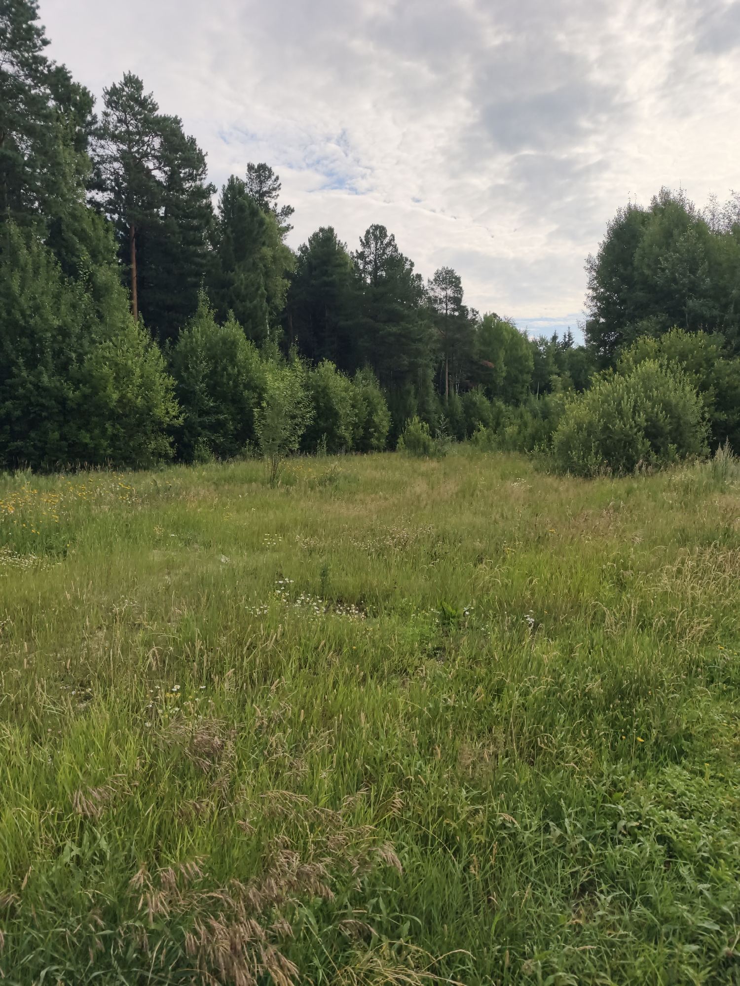 A sunlit meadow dotted with wildflowers stretches towards a dense line of green trees and a cloudy sky. The meadow is a tapestry of various green grasses, some tall and feathery, others shorter and broad-leafed, with scattered yellow and white flowers. The trees in the background are a mix of coniferous and deciduous species, forming a natural border against the sky. The sky above is a canvas of white and gray clouds, with hints of blue peeking through. The scene suggests a tranquil, natural setting, possibly a park or a rural area on the outskirts of Surgut, Russia.