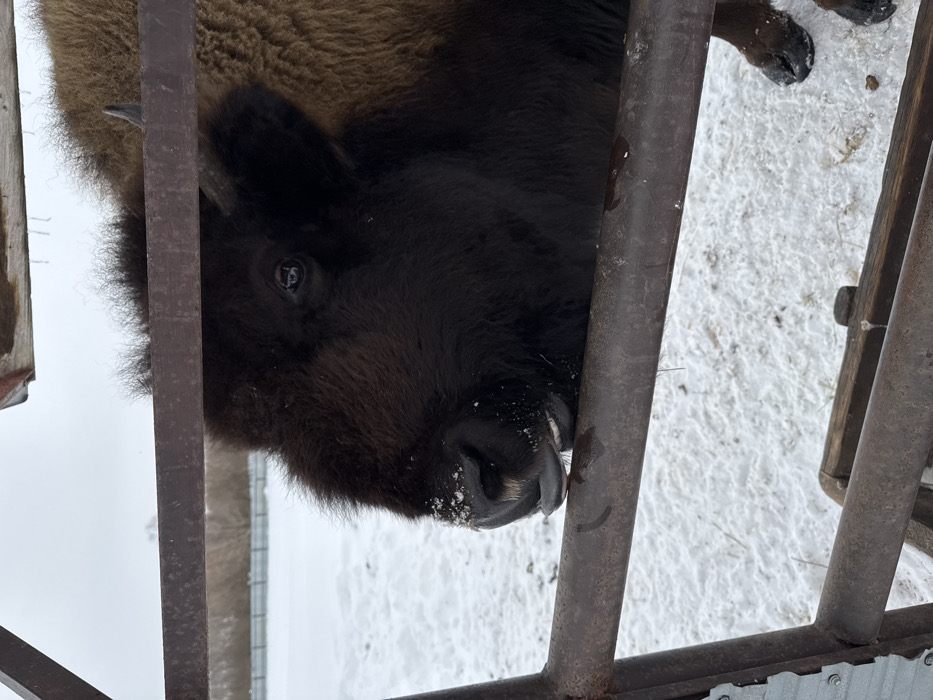 The image depicts a European bison, also known as a wisent, within an enclosure in Zaosinovo, Russia, during winter conditions. The bison, primarily dark brown with a thick coat of fur, is observed from a medium-close perspective, with its head and upper body occupying the central and right portions of the frame. Its dark eye is visible, and its muzzle, lightly dusted with snow, rests on a horizontal, rusty metal fence bar. Small, emerging horns are discernible behind its furred head. The fence, comprising multiple horizontal and vertical dark metal bars, separates the animal from the foreground. A partial view of a wooden feeder or trough is visible below the fence on the left. The ground within the enclosure and extending into the background is covered in a uniform layer of white snow. In the distant background, a faint line of trees is visible against an overcast, light gray sky. A weathered wooden beam or structural element is present at the top of the frame, suggesting an overhead shelter.