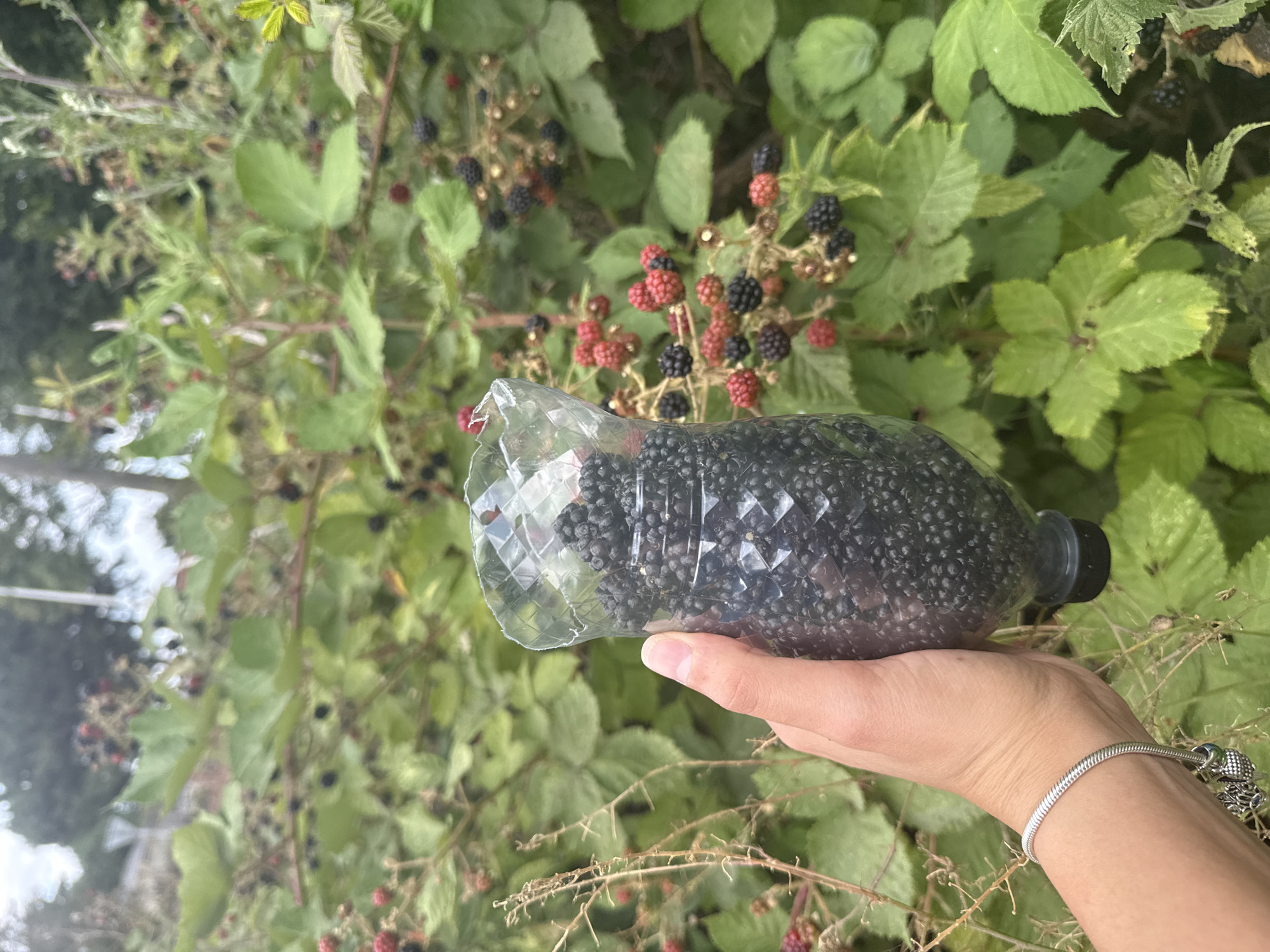 A hand, adorned with a silver bracelet, holds a clear plastic bottle filled with blackberries. The bottle is positioned in the foreground, with the hand cradling its base. The blackberries inside are a deep, dark hue, suggesting ripeness. Behind the bottle, a dense thicket of green foliage and blackberry bushes is visible. The bushes are laden with both ripe, black berries and unripe, red ones, indicating the ongoing season for harvesting. The leaves are a vibrant green, and some dry, thorny stems are also present, adding to the natural, outdoorsy feel. The lighting suggests it's daytime, with bright, diffused light illuminating the scene. The presence of blackberries and the setting of lush greenery point to a rural or garden environment. The overall impression is one of a successful foraging trip, capturing a moment of enjoying nature's bounty. There is no visible text in the image.