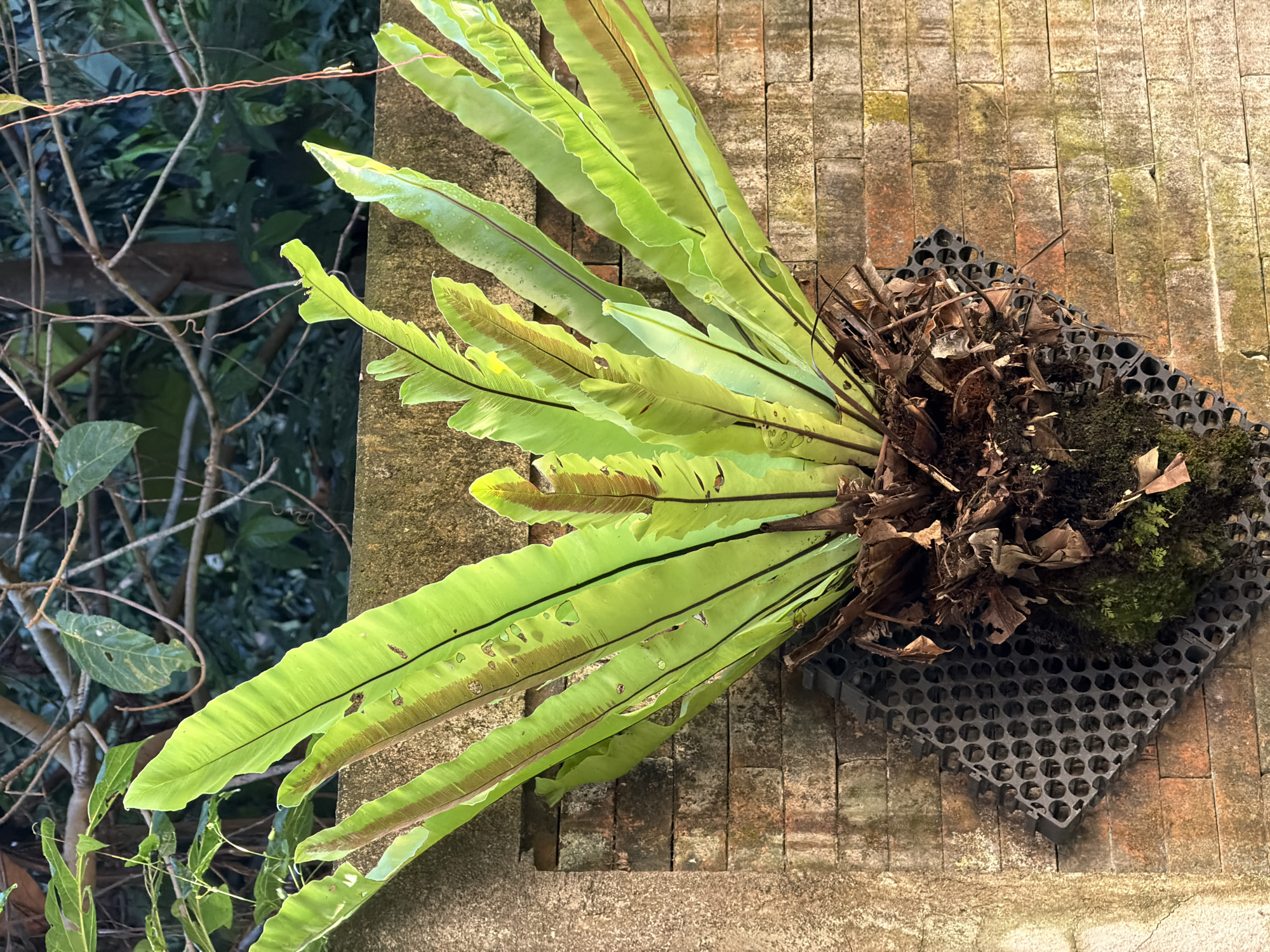 A bird's nest fern is mounted on a brick wall in Ubud District, Indonesia. The fern has broad, bright green fronds with darker veins and brown undersides. It is attached to a black, perforated plastic frame that is secured to the wall. The wall is constructed of reddish-brown bricks, some of which are covered in moss and lichen. The background shows dense foliage and branches from trees. The lighting suggests it is daytime, likely outdoors. There are no people or animals visible in the image. The scene appears to be a natural setting within an urban or suburban environment, possibly a garden or courtyard.
