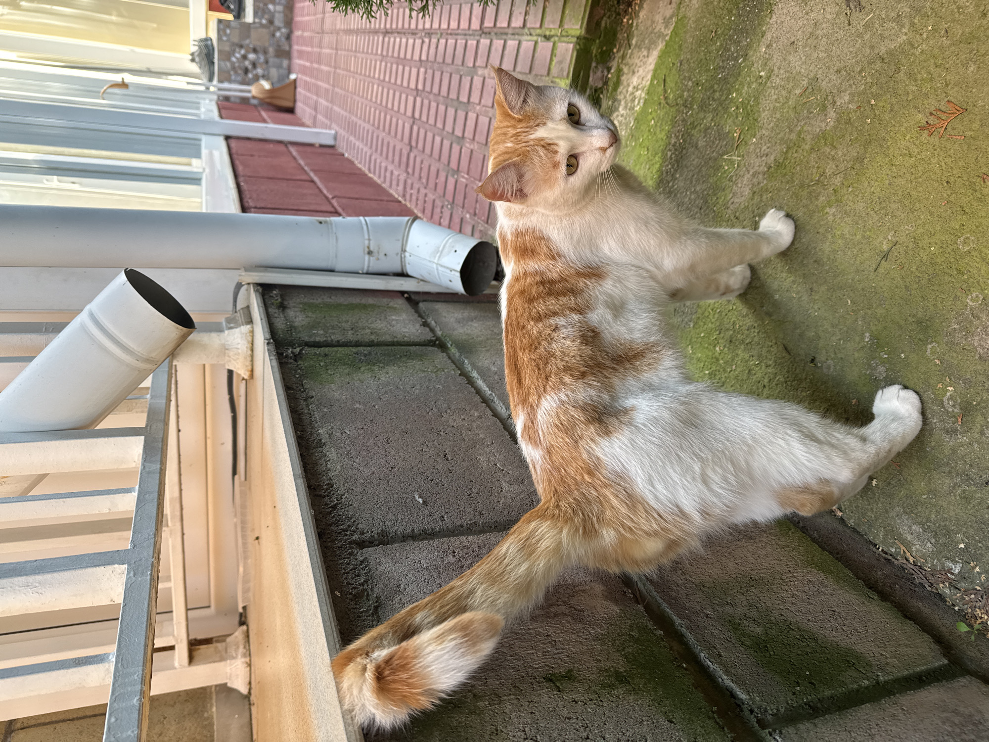 An orange and white cat stands on a mossy concrete surface next to a brick wall and a downspout. The cat's tail is raised and appears fluffy. Behind the cat, a red brick pathway stretches into the distance. In the background, a white railing and windows are visible. The scene is outdoors, with the ground showing patches of moss and scattered leaves. The image appears to be taken in Sary-Oy, Kyrgyzstan, given the context provided, though no specific landmarks confirm this location within the frame itself.