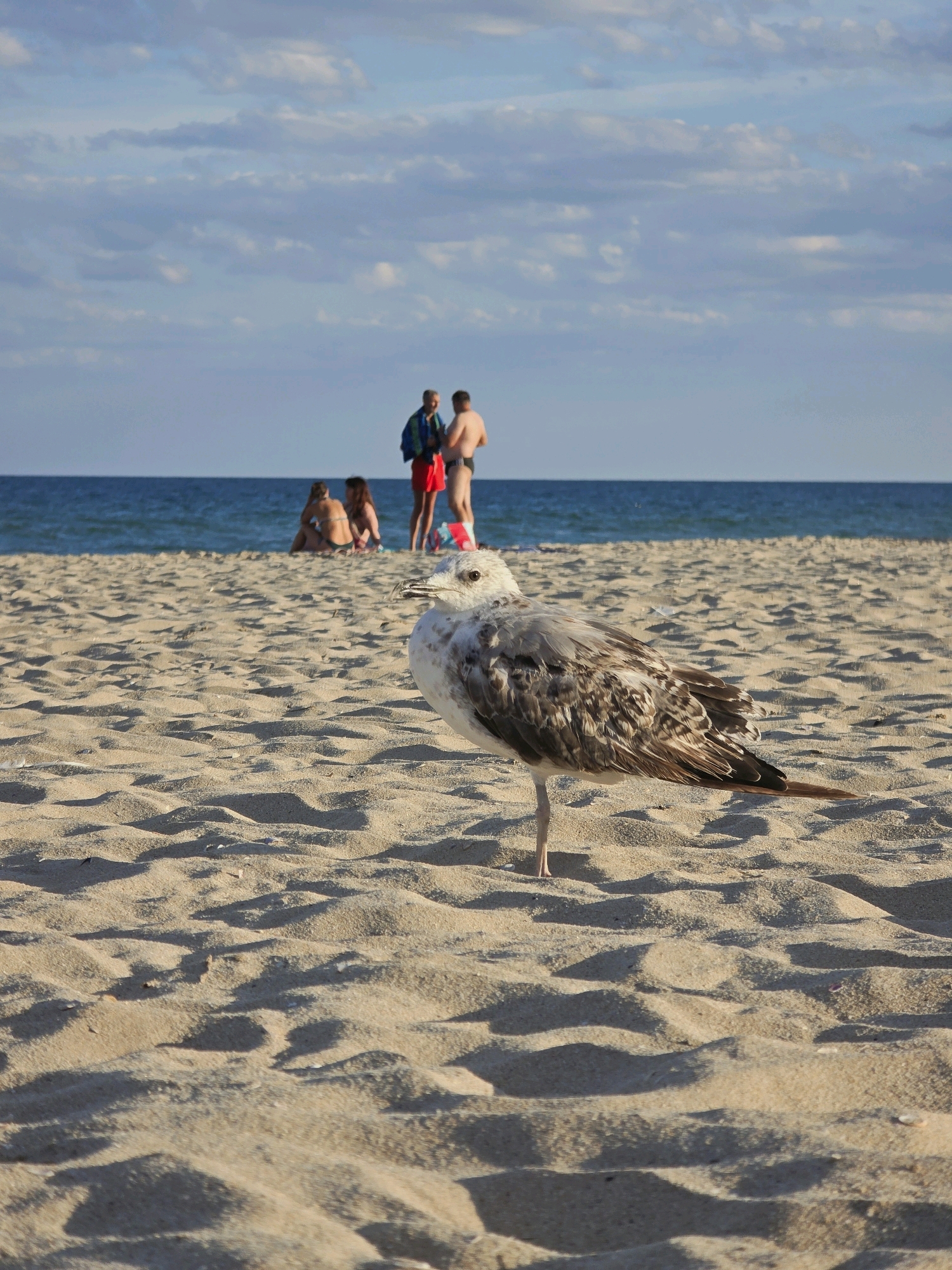 A seagull stands on its right leg on a sandy beach, with its left leg tucked under its body. The bird is in the foreground, facing to the left, with its head turned slightly towards the viewer. The sand is a light beige color and is rippled by the wind. In the background, the blue ocean meets the sky, which is dotted with white clouds. Several people are visible in the distance, appearing to be lounging and interacting on the beach. The scene is set in Obrochishte, Bulgaria.
