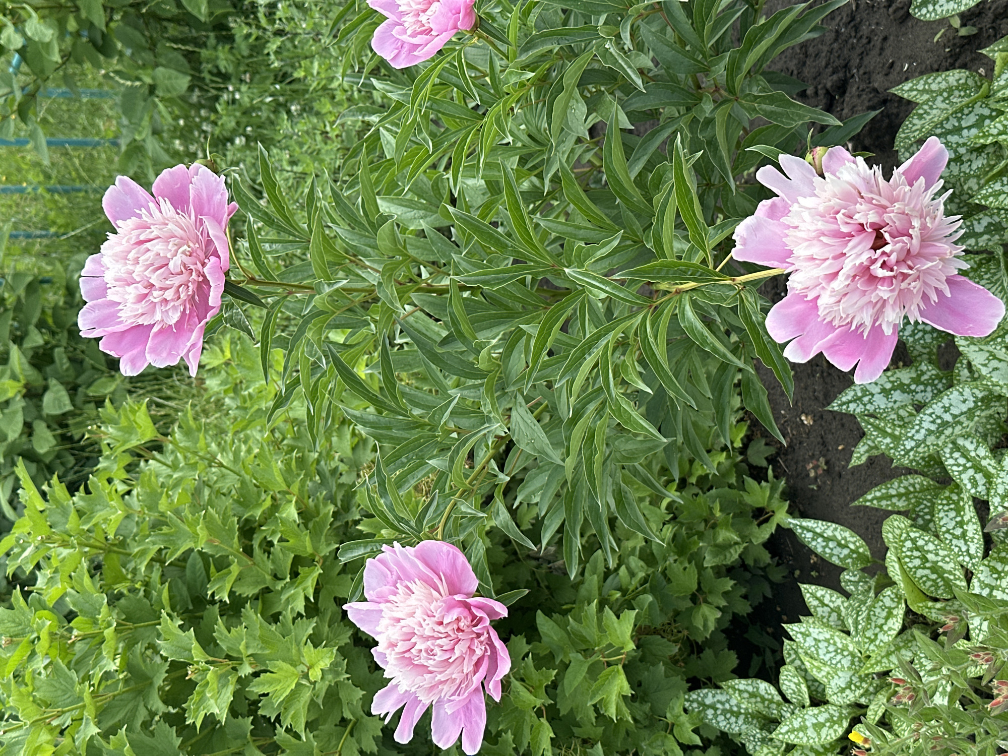 The image depicts a close-up of several pink peonies in bloom. The flowers are positioned among lush green foliage, with some spotted ground cover visible in the foreground. The background consists of more green vegetation, suggesting an outdoor garden setting. There are no people or animals present. The scene appears to be in a garden located in Novoaltaysk, Russia.