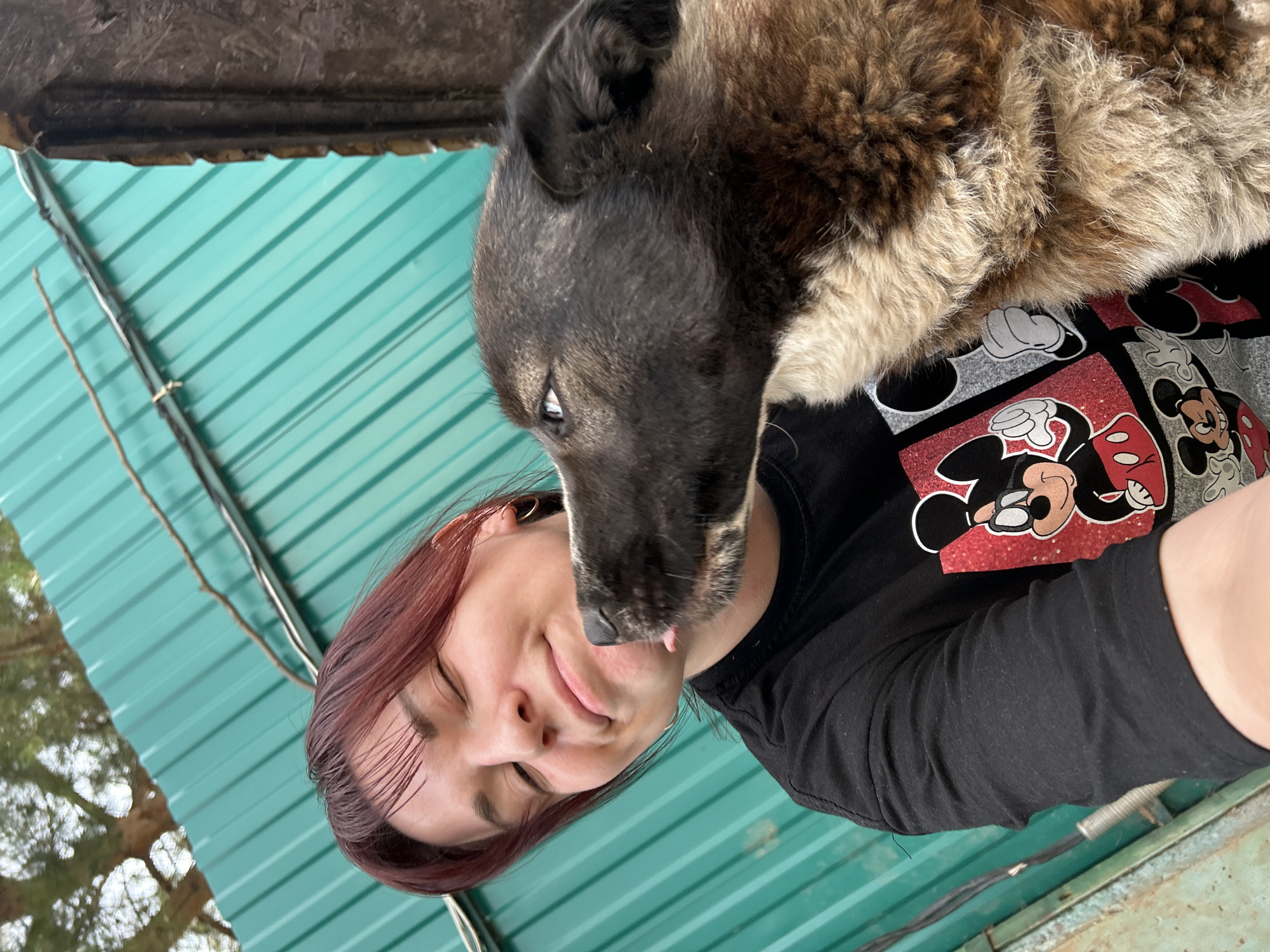 This media file is a close-up, high-angle selfie with a person and a dog in what appears to be a rural or outdoor setting. The person, with reddish-brown hair and wearing a black t-shirt featuring Mickey Mouse graphics, is in the foreground, looking towards the camera with closed eyes and a slight smile, suggesting a moment of playful affection. Their face is illuminated by natural light. A dog, primarily black and tan with some lighter fur around its neck and muzzle, is in the upper part of the frame, leaning in towards the person's face with its tongue slightly extended, as if giving a kiss or a lick.
The background consists of a green corrugated metal roof, possibly part of a shed or outbuilding. Above the corrugated roof, a dark, wooden beam is visible, suggesting overhead cover or structure. To the left, out-of-focus trees and branches indicate an outdoor environment, possibly a yard or a wooded area. The overall lighting suggests daytime, with soft shadows. The context places this scene in Фоки, Russia. There is no visible text within the image itself. The atmosphere conveyed is one of warmth, affection, and a casual, intimate moment between the person and their pet.