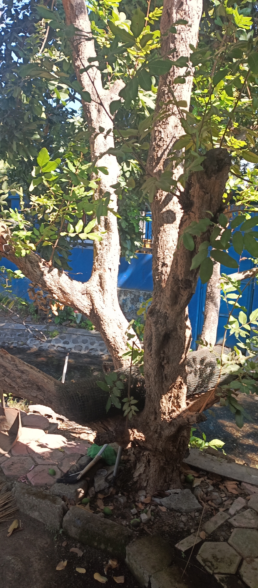 The image shows a close-up view of a mature tree with a thick, textured trunk and several branches. Lush green leaves are abundant on the branches, with some sunlight filtering through, creating dappled shadows. The tree appears to be outdoors, with a blue wall or fence visible in the background. The ground around the base of the tree is covered with leaves, stones, and what appear to be small green fruits. There are also some gardening tools, including a shovel, visible near the tree. The setting is likely a residential area or garden. The image is taken in Arjasa, Indonesia.