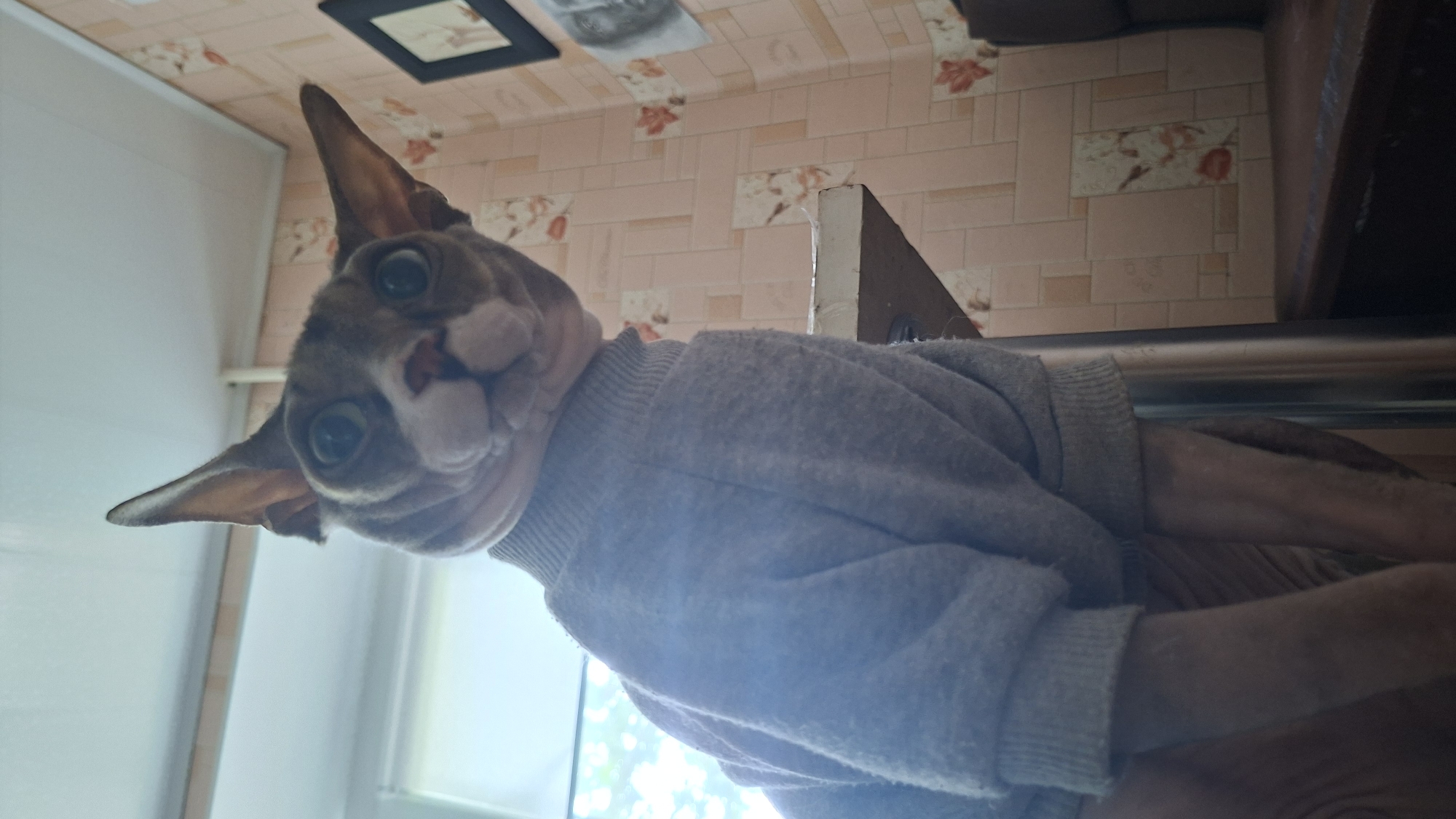 A low-angle shot captures a Sphynx cat indoors, wearing a grey sweater. The cat's head is tilted upwards, with large, wide eyes looking directly at the camera. Its ears are prominent and pointed. The background features a wall with pink floral wallpaper and a framed picture. A window with diffused light is visible to the left. A table edge is in the foreground, and the cat is positioned behind it. The scene appears to be in an apartment or house in Myadzyel, Belarus.