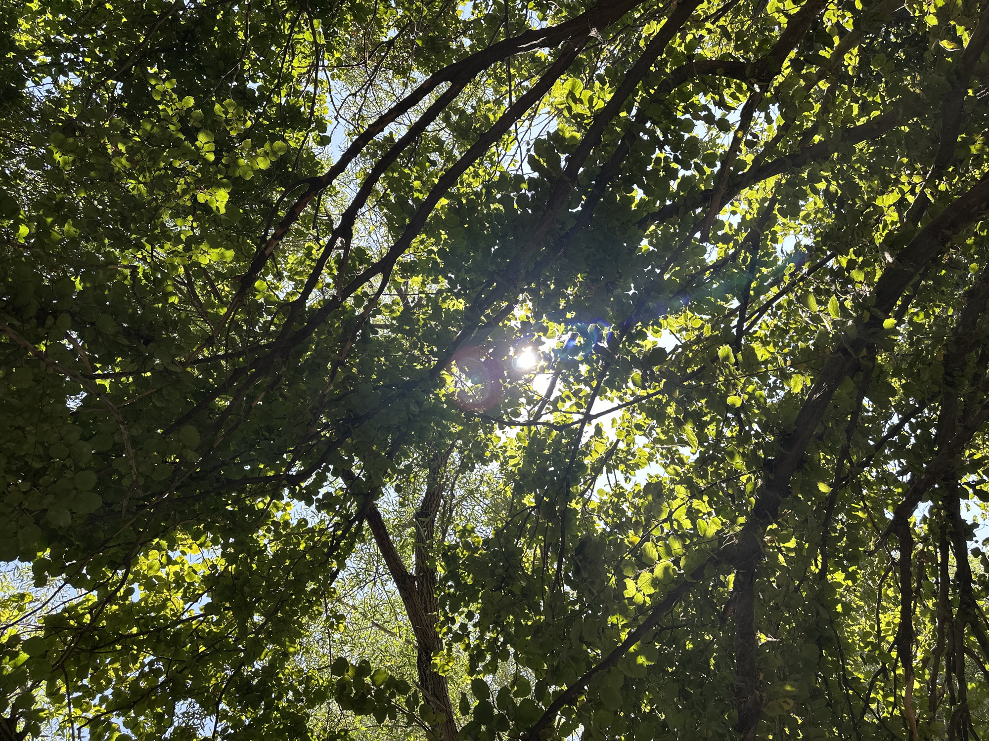 The image depicts a view looking upwards through a dense canopy of green leaves and tree branches. The sun is visible through the foliage, creating a bright lens flare and casting light through the leaves. The sky is a clear blue, visible in the spaces between the leaves. The scene appears to be outdoors, possibly in a park or forested area. The location is identified as Halkapınar, Turkey. There are no people or animals visible in the image.