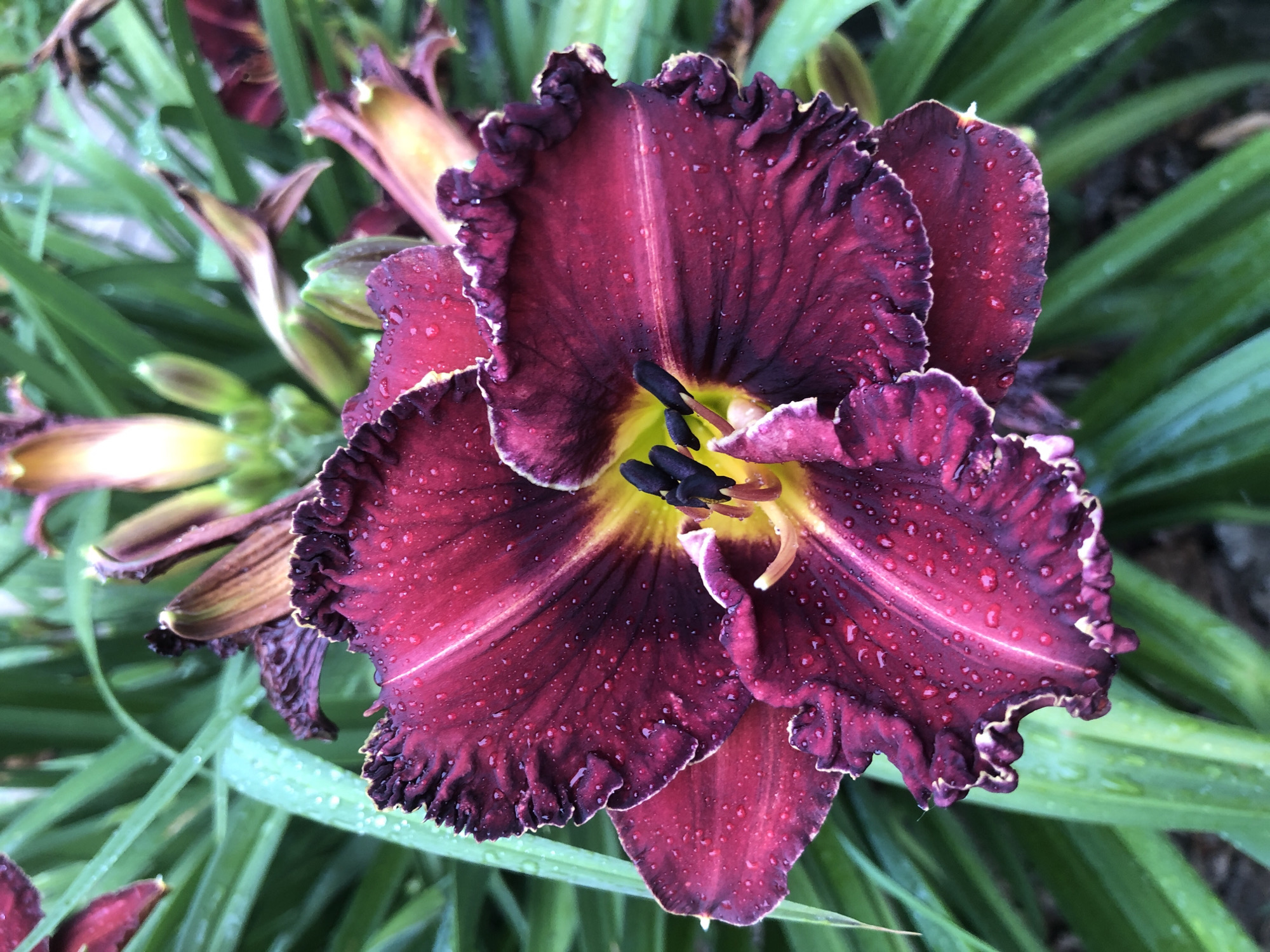 A close-up, vertical shot focuses on a deep burgundy daylily in bloom, heavily dotted with water droplets, suggesting recent rainfall. The flower, with ruffled edges and a vibrant yellow throat, dominates the frame. Several unopened buds and wilting flowers of the same species, along with lush green foliage, form the background. The image appears to be taken outdoors, likely in a garden setting. The location is not specified in the image or metadata.