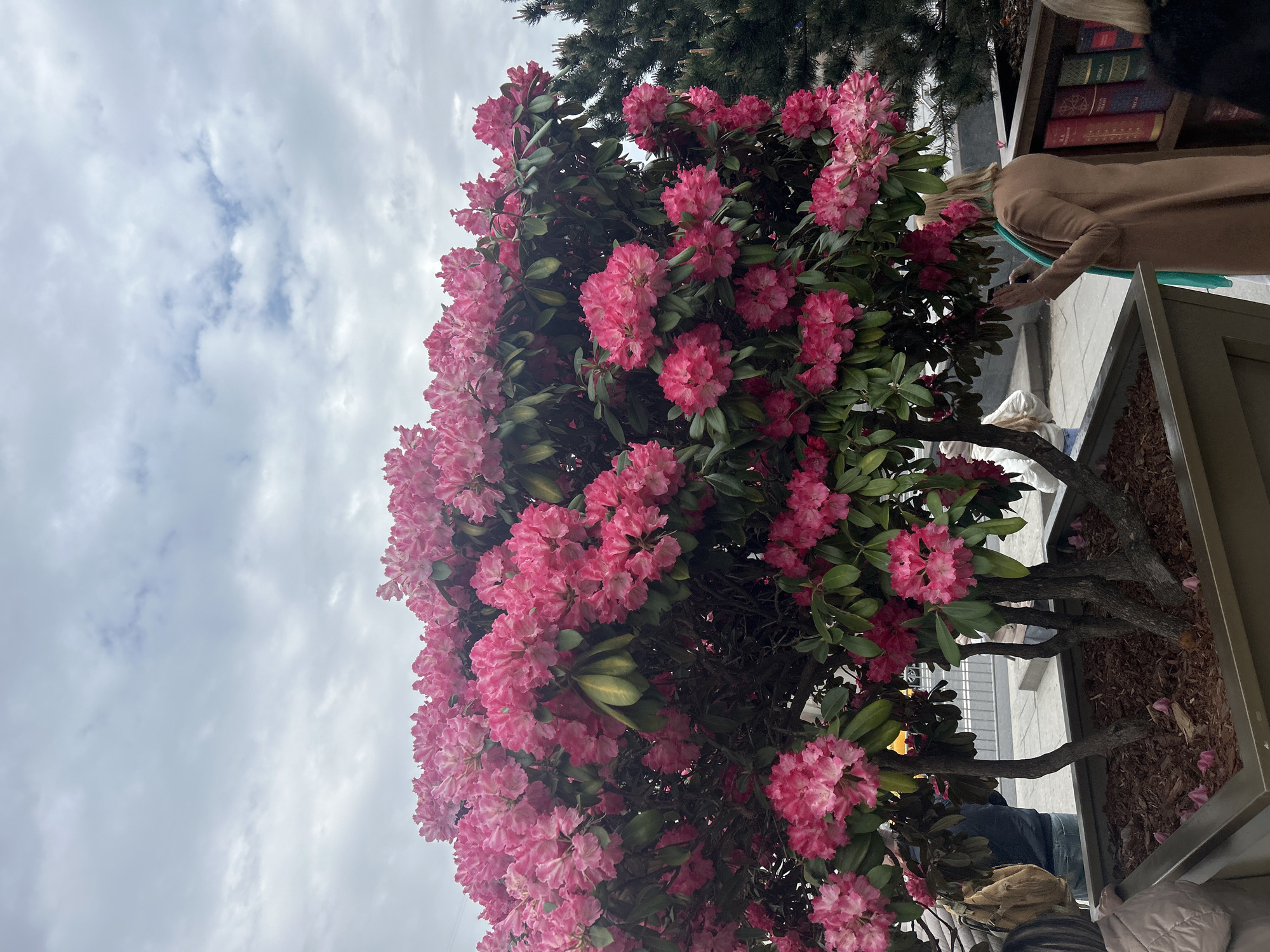 A vibrant pink rhododendron bush is the main focus of the image, filling the frame with its blooms and green leaves. The bush is planted in a raised planter, likely outdoors in an urban setting, as indicated by the concrete sidewalk and other built structures visible in the background. A person wearing a tan coat is partially visible on the right side of the image, seemingly interacting with something near the bush. Other people are also partially visible. Above the bush, the sky is overcast with many clouds, creating a soft, diffused light.