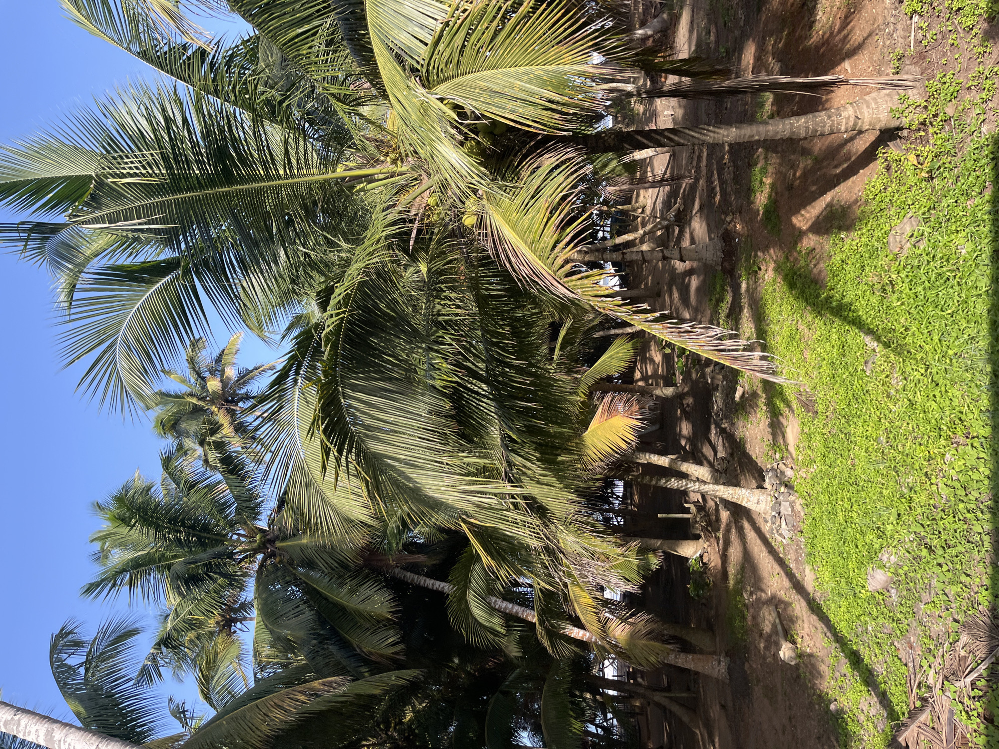 This image depicts a dense cluster of palm trees under a clear blue sky in Katukurunda, Sri Lanka. The foreground is dominated by lush green ground cover, while the middle ground and background are filled with the trunks and fronds of numerous palm trees, some bearing coconuts. The ground is a mix of soil and sand, with shadows cast by the trees indicating sunlight. Some of the palm tree trunks show signs of wear and tear, with stones and natural debris around their bases. The scene conveys a tropical, natural environment.