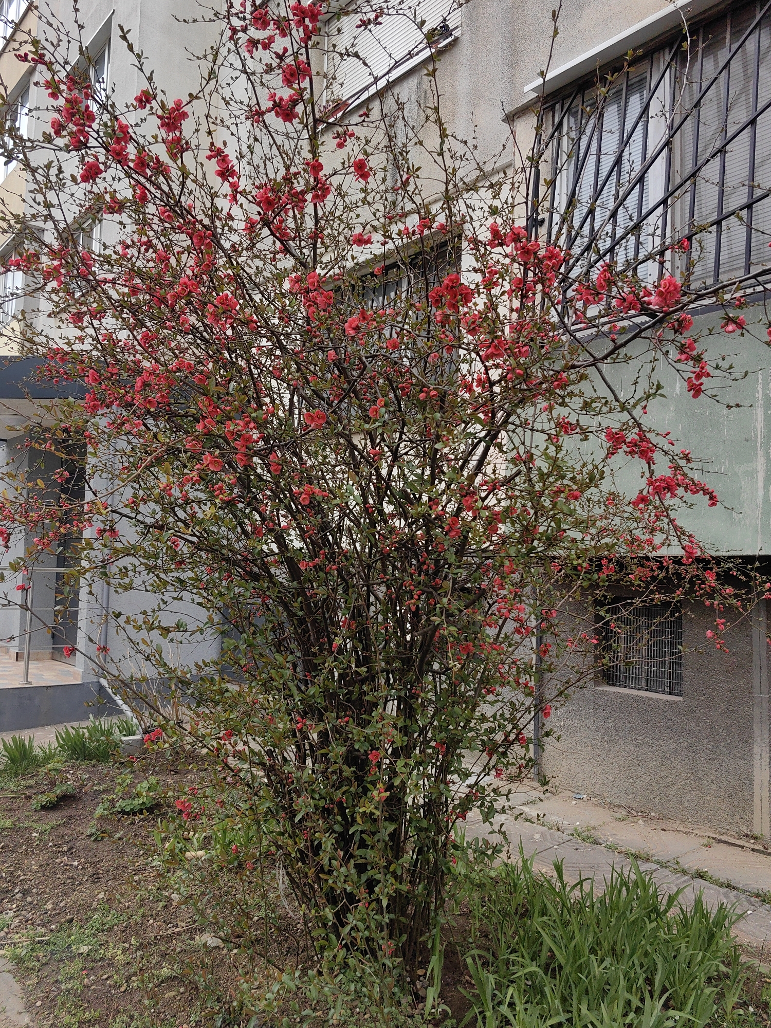 A medium shot captures a flowering bush with vibrant red blossoms, planted on a plot of soil next to a concrete building. The bush is situated in front of a building with barred windows. In the foreground, green plants thrive near a paved pathway. The building's concrete facade shows some wear and tear. The scene is probably taken in an urban setting in Sofia, Bulgaria.