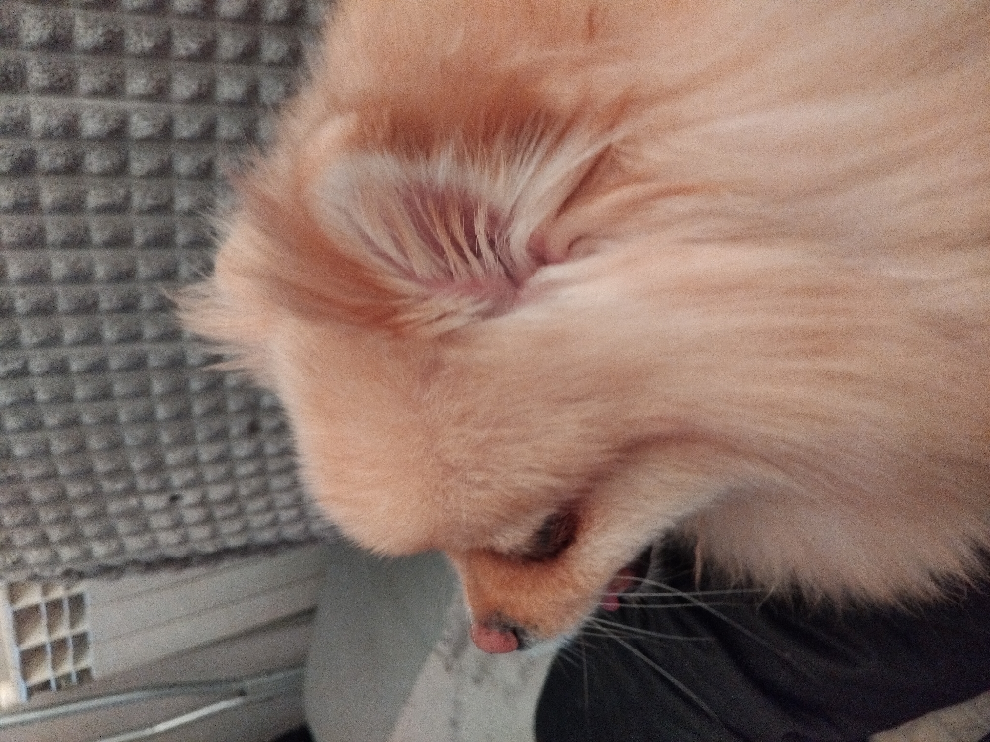 The image shows a close-up, side profile of a Pomeranian dog's head. The dog has light orange fur and its mouth is slightly open, with a pink tongue visible. The background consists of a textured grey fabric and a partially visible white structure. The image is a photograph taken indoors, likely in a domestic setting. There is no indication of Apriltsi, Bulgaria in the image.