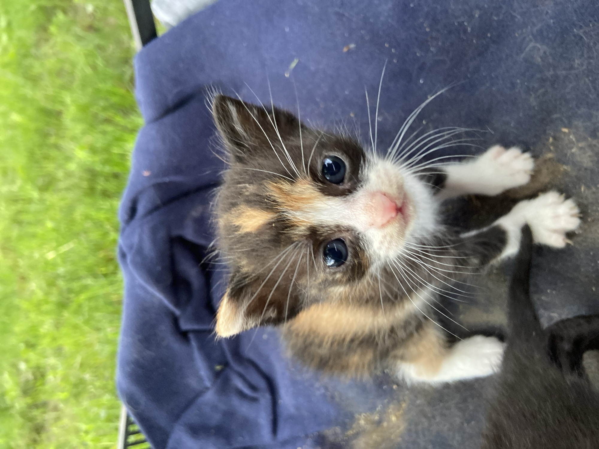 This close-up image captures an adorable calico kitten with a prominent mix of white, black, and orange/tan fur. The kitten features large, captivating blue eyes, a small pink nose, and numerous long, white whiskers that fan out from its snout. It gazes directly upwards, conveying a sense of curiosity and innocent engagement with the viewer.
The kitten is positioned on a dark blue fabric surface, possibly a blanket or cushion, which shows minor specks of dirt or debris. Partially visible in the bottom right corner are segments of another kitten, distinct by its dark-colored fur. The background on the left side of the frame displays vibrant green grass, suggesting an outdoor or semi-outdoor setting. An indistinct dark object is also partially visible behind the blue fabric. The natural, bright lighting indicates it is daytime. The scene appears to be a calm and endearing moment, likely in a garden or backyard setting, with the provided location context of Mindia, Bulgaria. There is no visible text in the image.