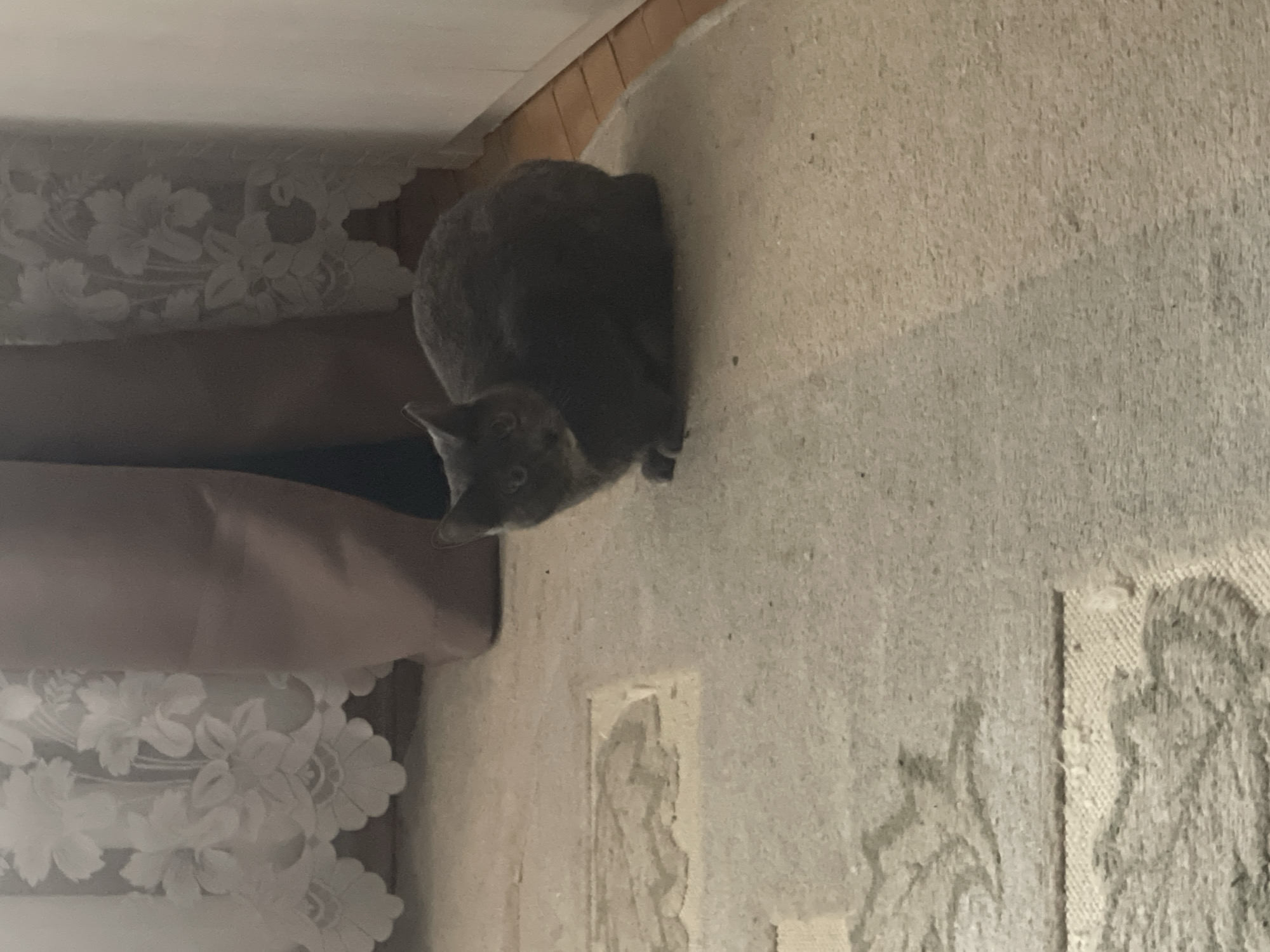 A gray cat is sitting on a carpet in a room. The cat is facing the viewer with its body turned slightly to the left. It has light-colored eyes and a small white patch on its chest. The carpet has a light beige color with a darker pattern. In the background, there are sheer white curtains with floral embroidery and a dark brown draped curtain. The floor to the right of the cat appears to be made of wooden planks. The lighting is dim, suggesting it could be daytime or evening. The image does not provide specific information about its location in the city of Марковский, Russia.
