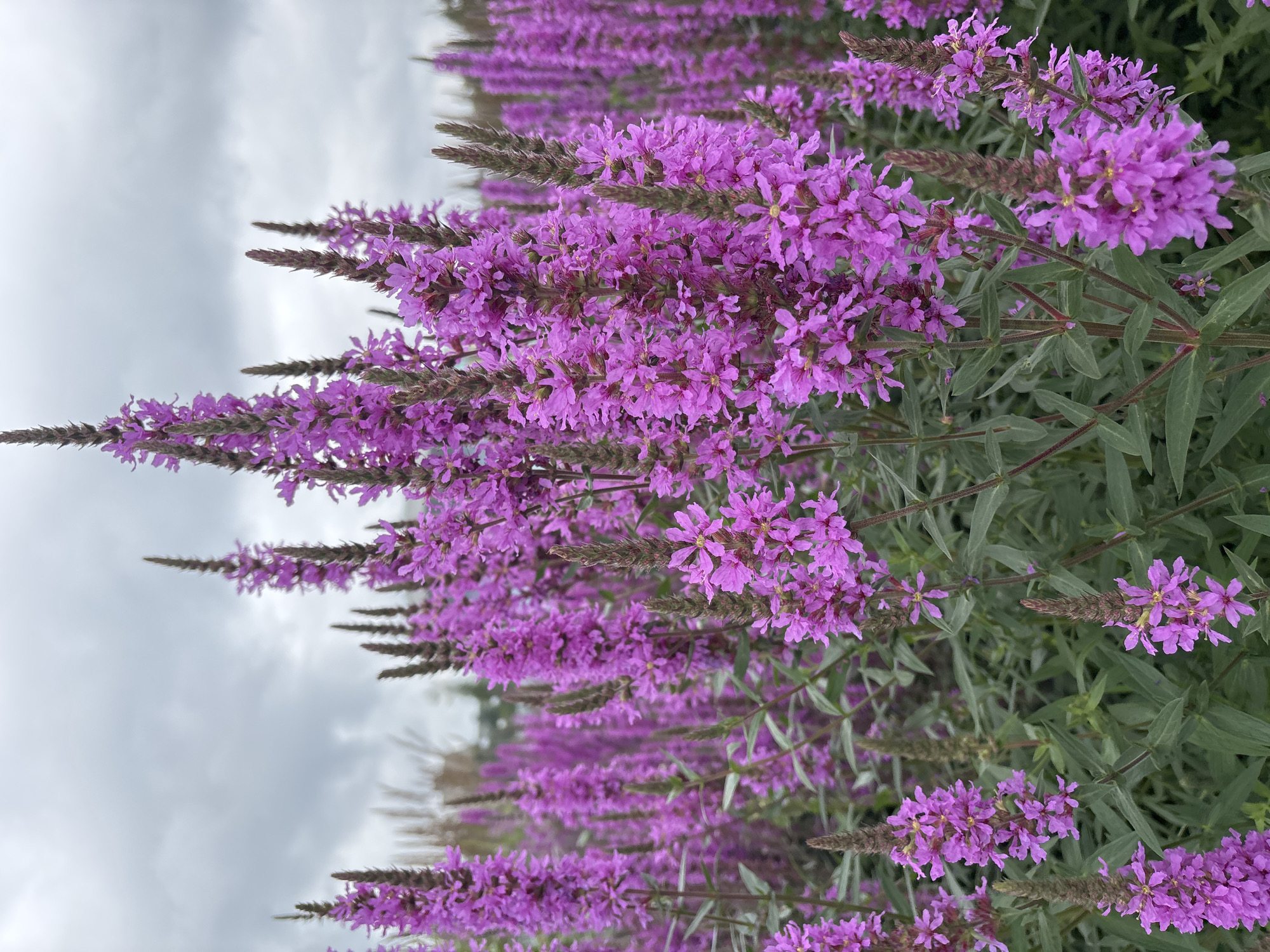 The image shows a close-up of a field of purple flowers, likely Lythrum salicaria, commonly known as purple loosestrife. The flowers are tall and slender with numerous small, vibrant pinkish-purple blooms clustered along the stems. The stems are green and some have a reddish hue. In the background, more of the same flowers are visible, creating a dense floral landscape. The sky above is overcast with gray clouds, suggesting a cloudy day. The scene appears to be an outdoor natural setting. No people, animals, or man-made structures are visible in the image. The image does not provide any information that would allow for the determination of its location within the city of Perm, Russia.