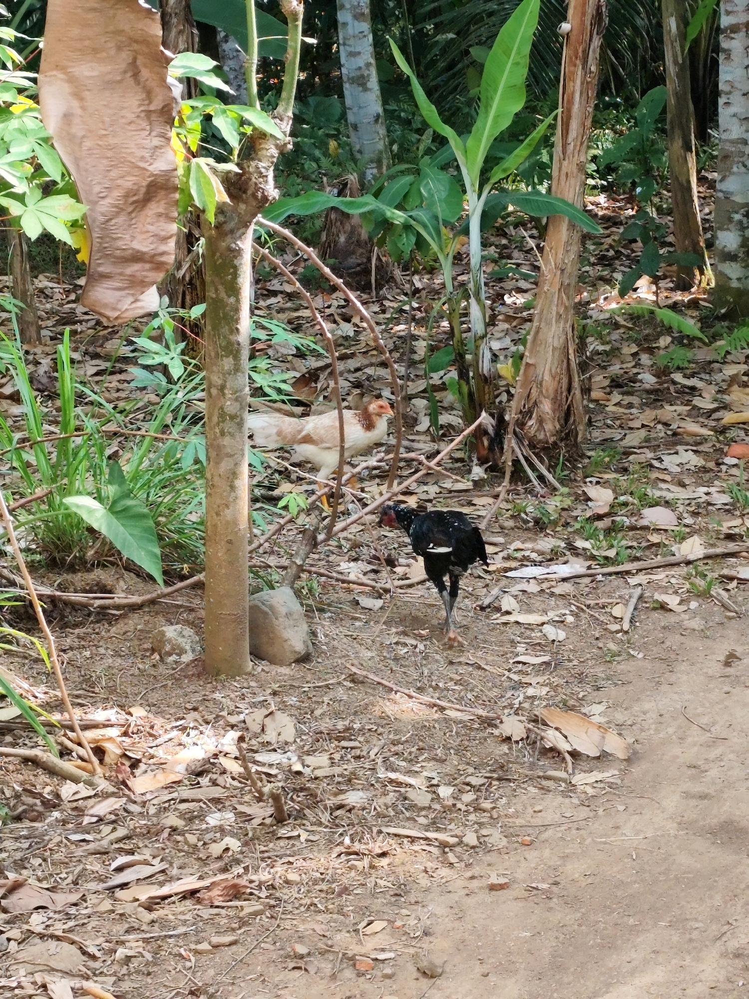In Jambewangi, Indonesia, two chickens are visible amidst a natural, outdoor environment. In the foreground, a black chicken is walking on a dirt path covered with dry leaves and twigs. To the left and slightly further back, a lighter-colored chicken, with brown and white feathers, is standing. The background consists of dense vegetation, including banana trees and other leafy plants, with several tree trunks present. A large piece of brown, textured material, possibly dried palm fronds, hangs from a tree on the left side of the frame. The ground is uneven and strewn with fallen leaves, rocks, and branches.