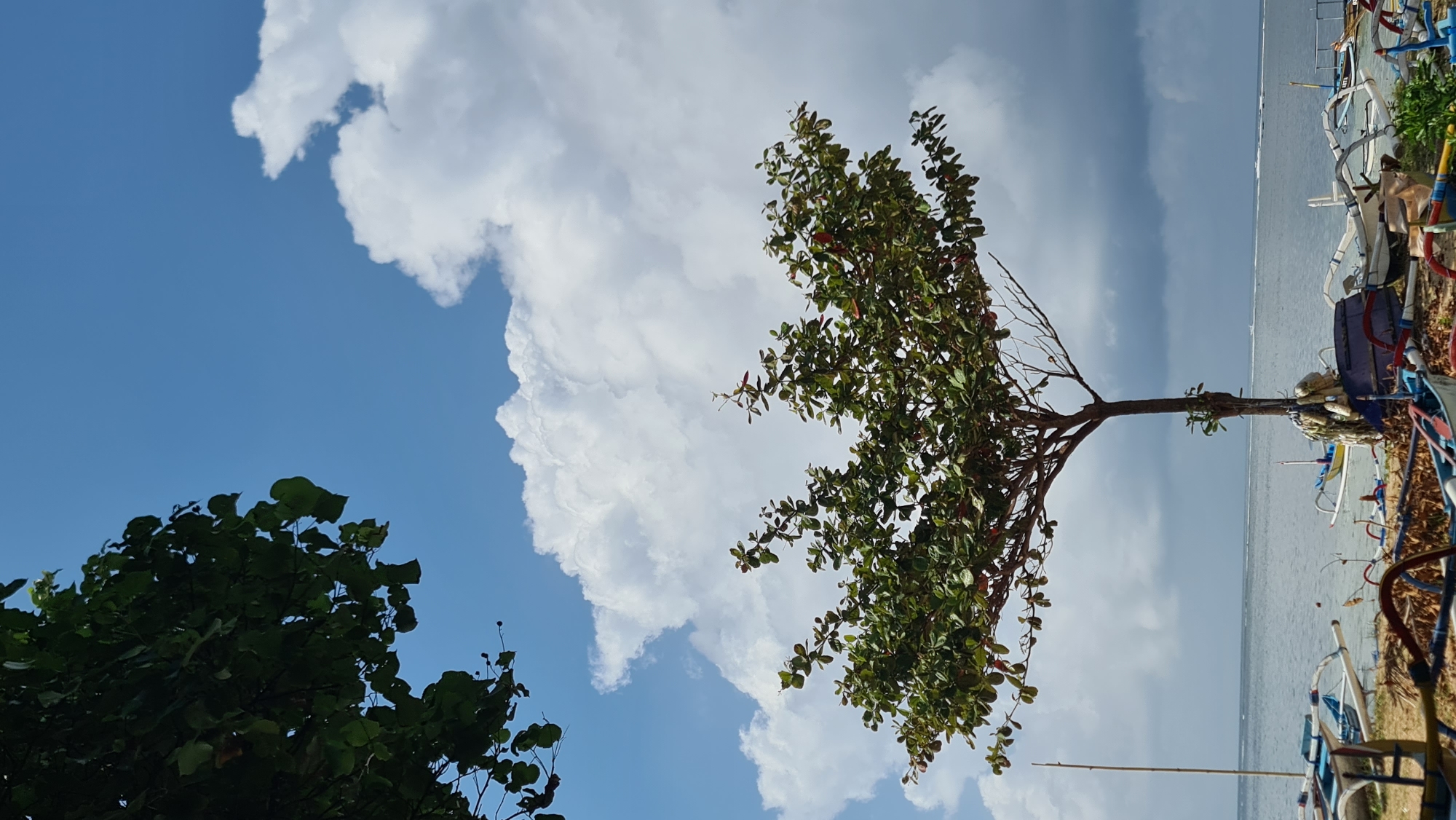 The image depicts a tropical beach scene, likely in Denpasar, Indonesia, under a bright blue sky with large, puffy white clouds dominating the upper half. In the foreground, a slender tree with a full canopy of green leaves stands centered, its branches reaching outwards. The tree is adorned with some loose ropes tied around its trunk. Behind the tree, a calm ocean stretches to the horizon, with a few distant ripples indicating subtle wave activity. The shoreline in the mid-ground is lined with several traditional Indonesian outrigger boats, mostly of varying sizes and colors, resting on the sandy beach. Some of these boats appear to be made of wood with brightly colored accents. A thin, tall bamboo pole stands to the left of the tree, planted in the sand. In the upper left corner of the image, the dark green foliage of another tree partially frames the sky. The overall impression is one of a peaceful, sunny day at a beach with a backdrop of dramatic clouds and the sea.