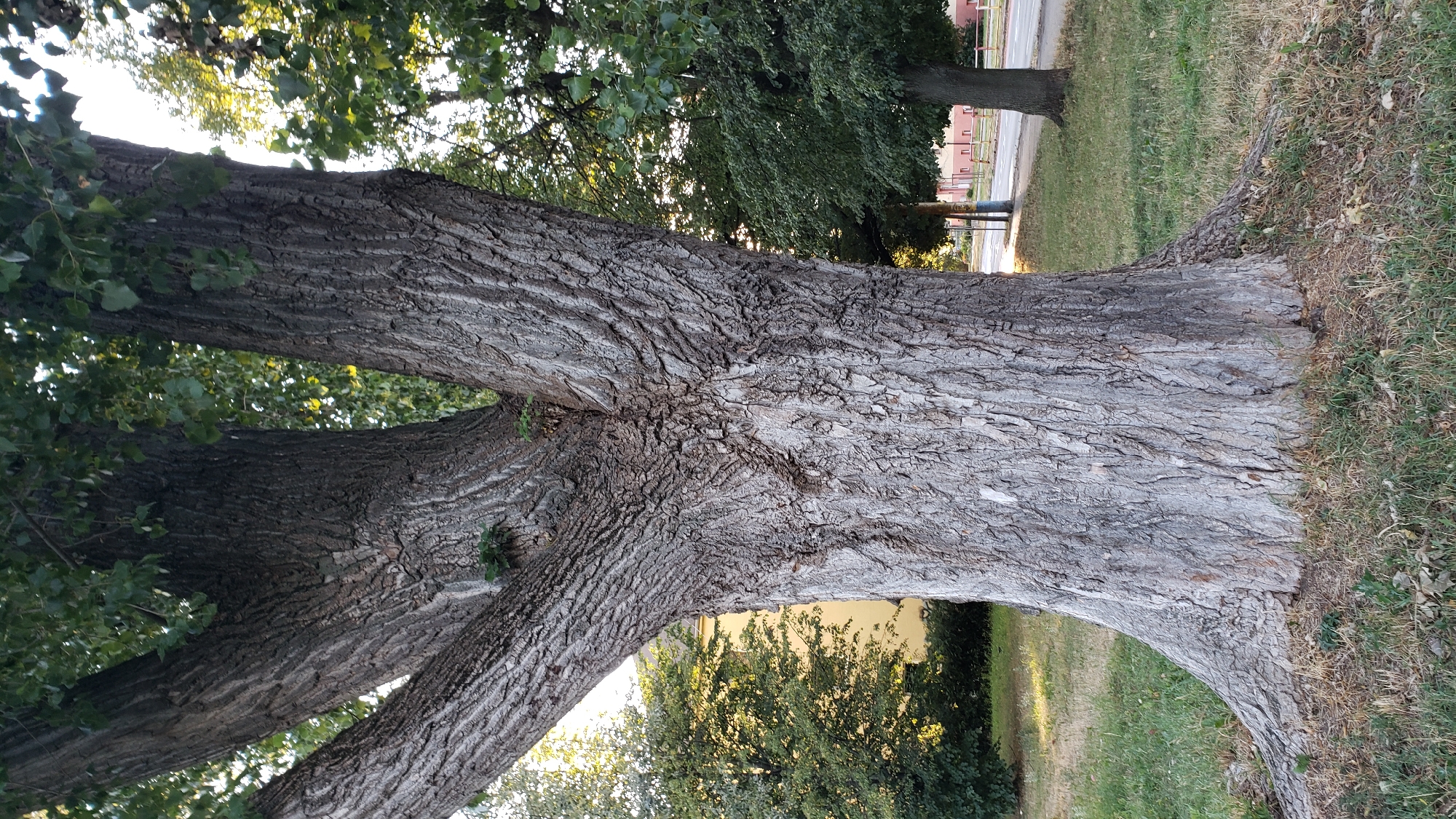 A large tree with a thick, textured trunk dominates the foreground of this image. The trunk is greyish-brown and appears weathered, with deep furrows and ridges running vertically. The tree splits into at least three large branches near the top of the visible trunk. Lush green leaves are visible at the top, suggesting a warm season.
In the background, several other trees with green foliage are present, along with a building with a pale yellow facade and a red-tiled roof. A street runs horizontally through the background, with a sidewalk and a fence visible alongside it. There is no indication of people in the image.
The scene is likely a park or a residential area in Prešov, Slovakia, given the architectural style of the building and the presence of mature trees. The lighting suggests it might be late afternoon or early morning, with sunlight filtering through the leaves. The overall impression is one of a tranquil, established urban landscape.