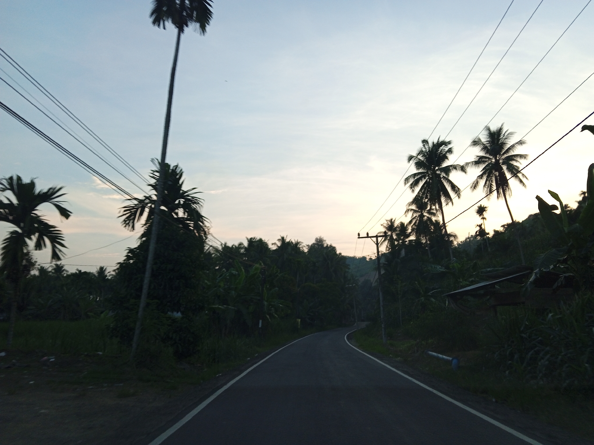 The image depicts a rural road winding through a tropical landscape, likely in Luengbaro, Indonesia. Tall palm trees with their characteristic fronds dominate the foreground and line the sides of the road, some silhouetted against a pale, overcast sky. Power lines stretch across the upper portion of the frame, supported by utility poles. The road itself is paved and appears to be a two-lane street with white markings on the edges. Lush green vegetation, including banana plants and other tropical foliage, densely covers the surrounding terrain. In the distance, the landscape rises into a gentle hill, also heavily vegetated. A small, open-sided structure with a corrugated metal roof is visible to the right of the road, partially obscured by greenery. The overall impression is one of a serene, natural environment, possibly at dawn or dusk given the soft light. There are no people visible in the image.