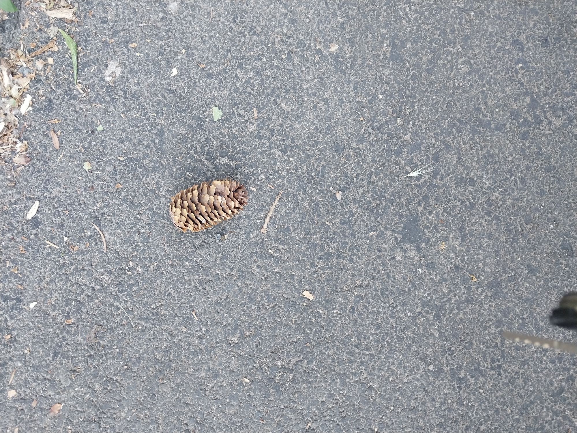 A pine cone rests on asphalt in Dnipro, Ukraine. The pine cone is brown and oval-shaped, with visible scales. The asphalt is dark gray and appears textured with small pebbles and debris. Some dry leaves and twigs are scattered on the ground, particularly in the upper portion of the image. The lighting suggests it is daytime. There are no people or animals visible in the frame.