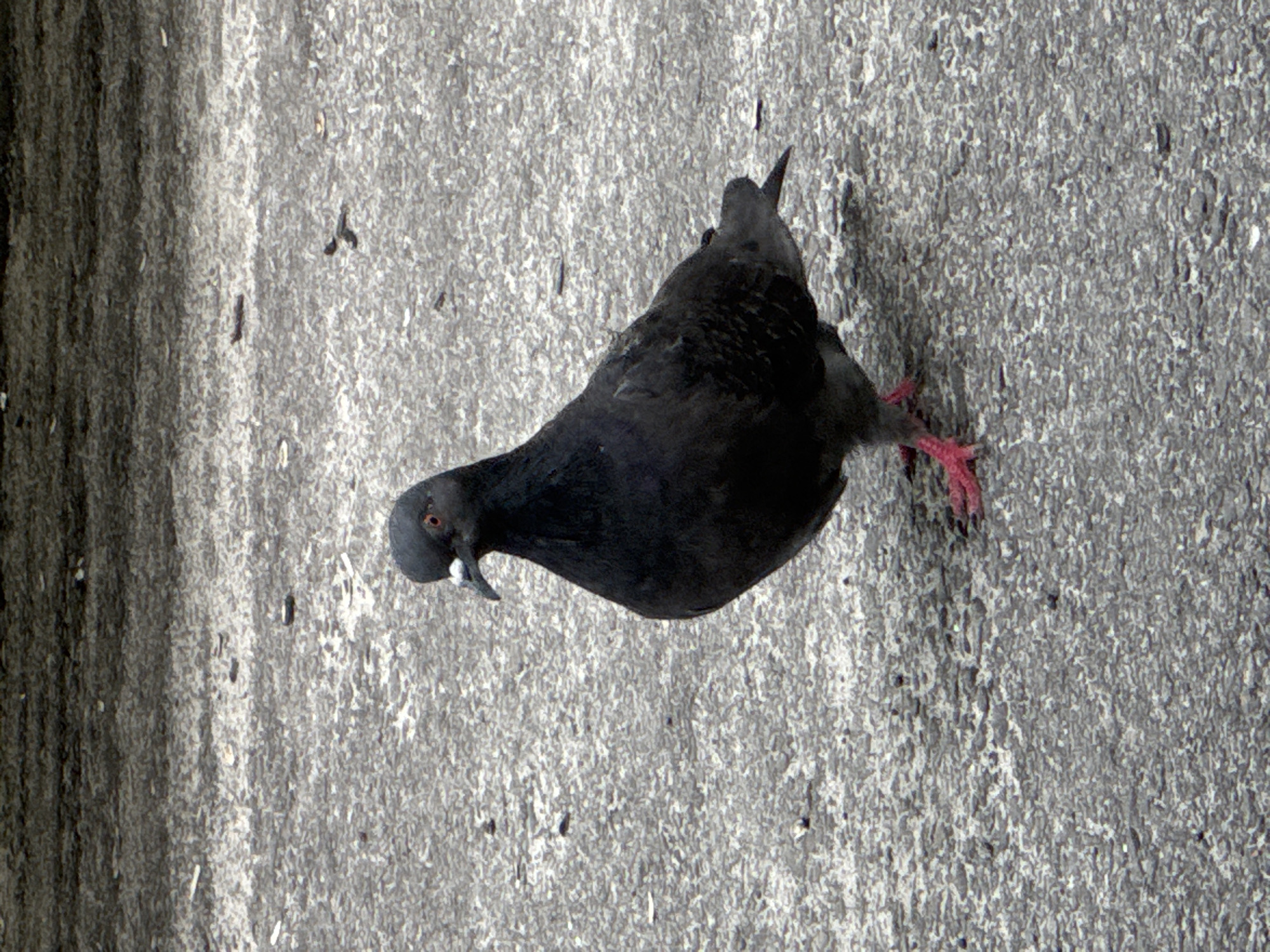 A lone, dark grey pigeon stands on a textured grey surface. The pigeon is facing to the right, with its head slightly lowered. Its eyes are visible, and its beak is open. The pigeon's legs and feet are bright pink. The background is a blurred, darker grey surface. The image appears to be taken outdoors in an urban environment. This scene could be found in Stary Oskol, Russia, as pigeons are common in urban areas worldwide.