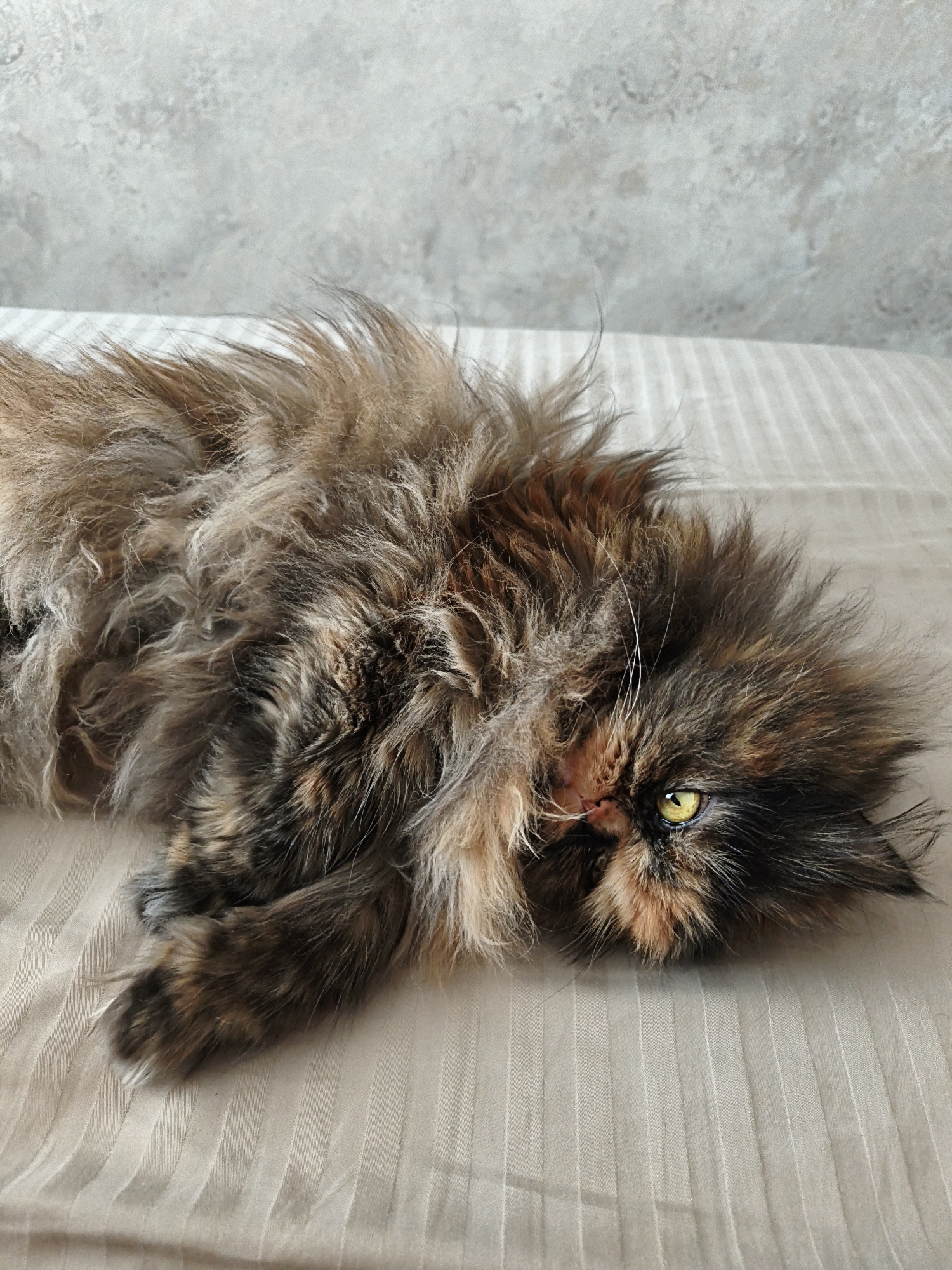 A fluffy tortoiseshell cat is lying on its back on a light brown, textured surface. The cat's fur is long and appears tousled, with patches of black, brown, and lighter tan colors. One of its yellow eyes is visible, looking towards the camera. The background is a blurred, textured wall. The scene is indoors, with no indication of location within a city.