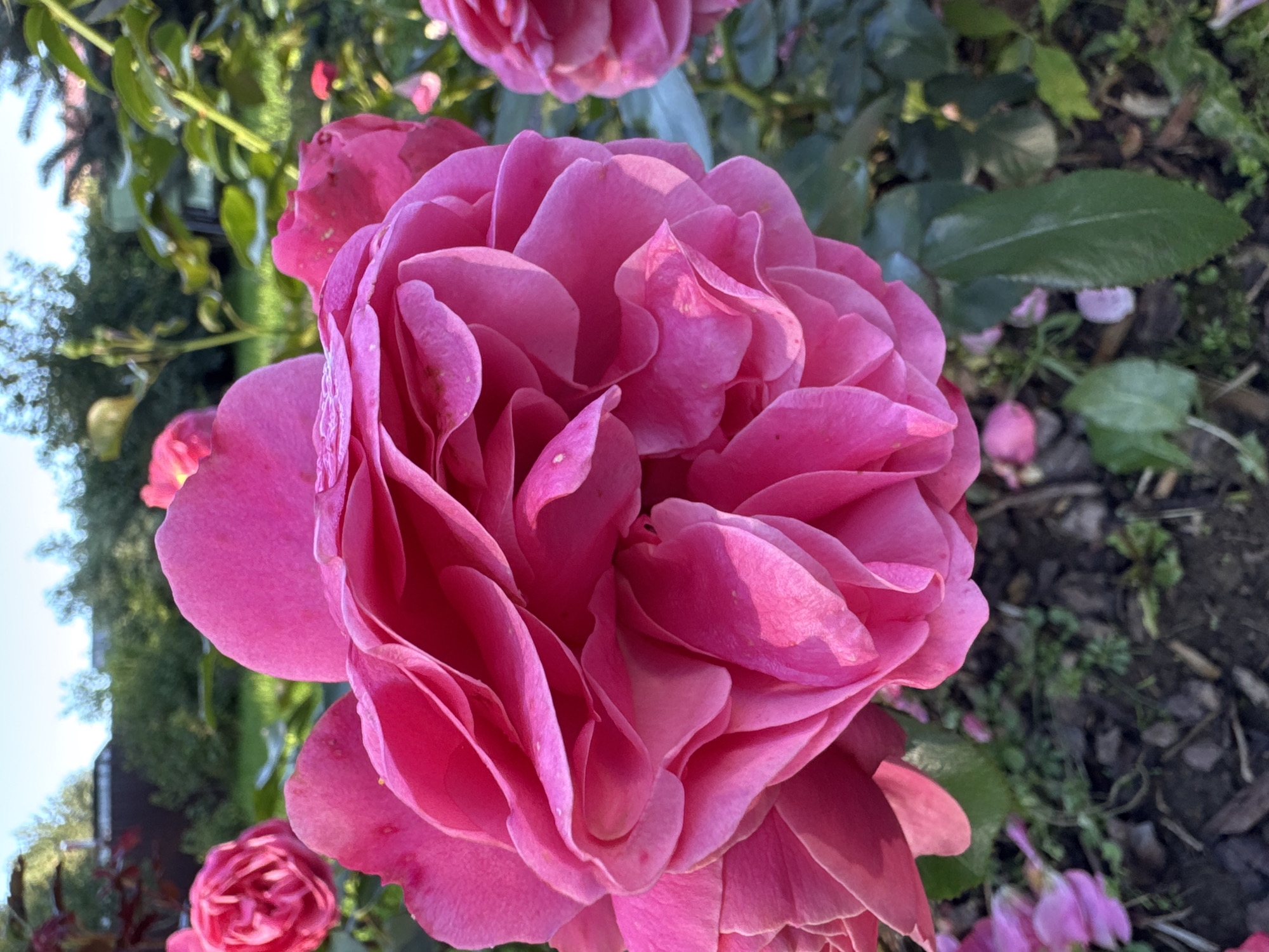 A close-up shot focuses on a vibrant pink rose in bloom, its petals unfurling in intricate layers. The rose is the dominant subject, positioned in the foreground with its detailed texture and delicate curves filling the frame. To the left, another pink rose, partially opened, is visible. In the background, the scene transitions to a blurred garden environment with green foliage and hints of sunlight filtering through. The setting appears to be a residential garden in Steklyannyi, Russia, with a fence and trees visible in the distance, suggesting a suburban or rural landscape. The overall impression is one of natural beauty and tranquility, capturing a moment of peak bloom in a garden setting.