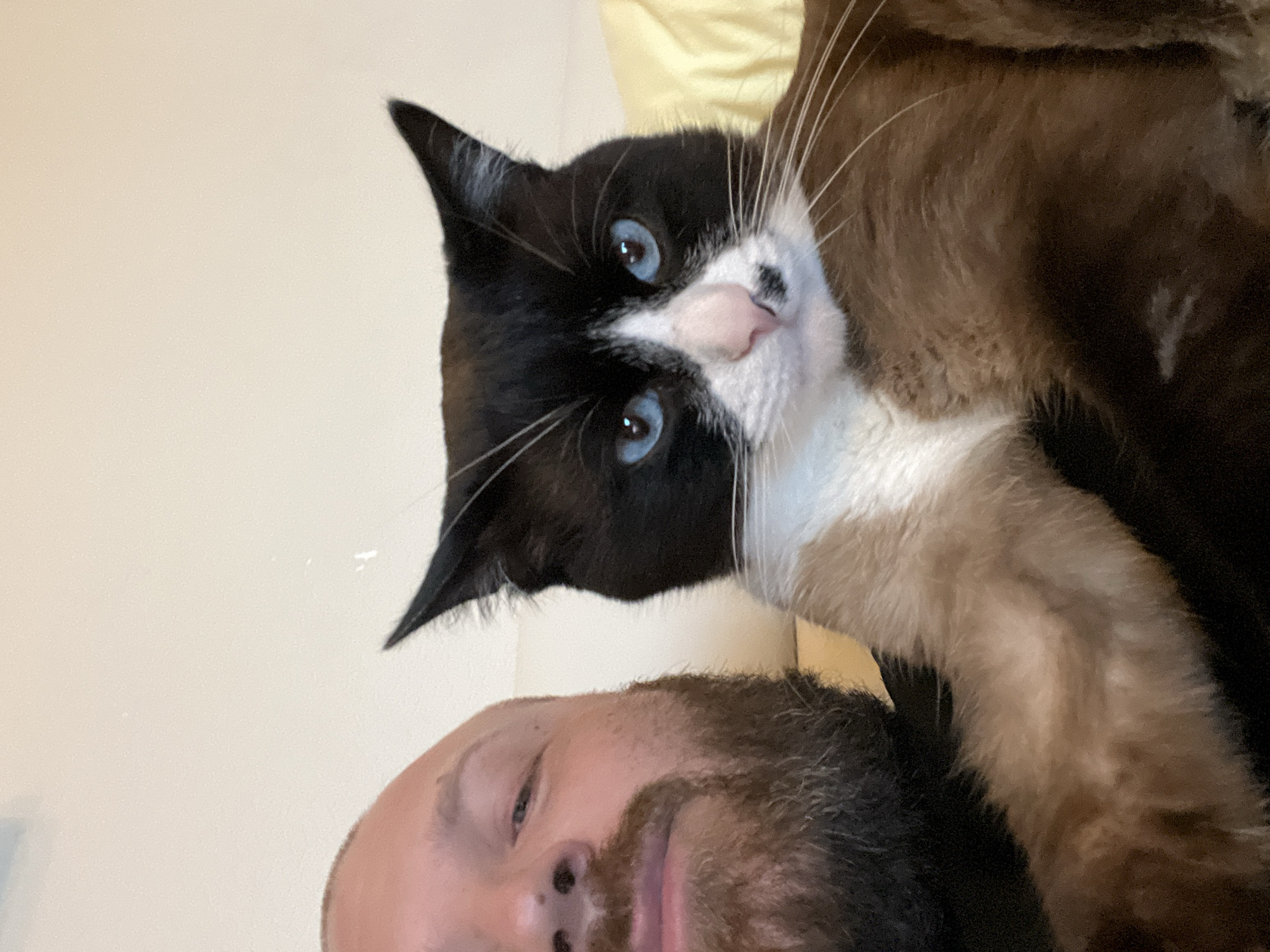 A close-up selfie shows a bald man with a beard and a black and white cat with striking blue eyes. The man is on the left, with his face partially visible. The cat is positioned in front of him, with its head and chest in focus. The cat has black fur on its head and back, with white fur on its chest and muzzle. It has blue eyes and a pink nose with a black marking. The background is a plain, light-colored surface, possibly a wall or a blanket, with a hint of yellow to the right. The image appears to have been taken indoors. The location in the city of Noviy, Russia, cannot be determined from the image.