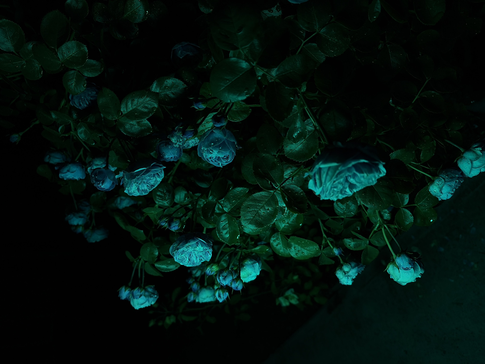 A close-up, low-angle shot captures a cluster of light blue roses in bloom against a dark, out-of-focus background. The roses appear to be wet, with visible water droplets on their petals and leaves, suggesting recent rain or watering. The overall lighting is dim, with a bluish-green tint, creating a moody and ethereal atmosphere. The roses are the primary subject, with their delicate petals and lush green foliage filling most of the frame. The composition is dense, with many blooms and leaves overlapping, creating a sense of abundance. The lower left portion of the image shows a dimly lit, indistinct surface that could be a wall or paving stones, also with a similar bluish-green hue. The scene is naturalistic, with no visible human presence or artificial elements other than the lighting. The location is identified as Chermen, Russia.