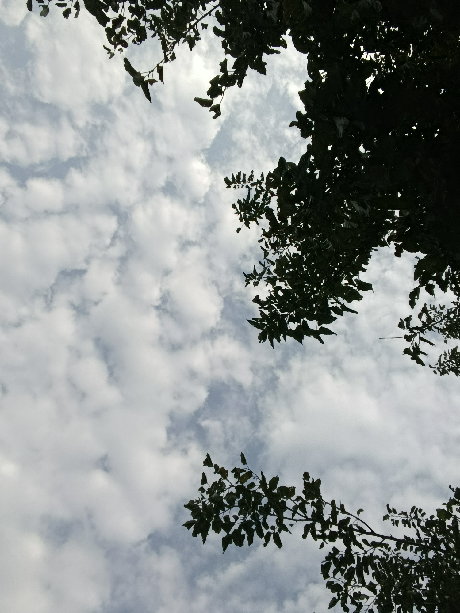 A high-angle, close-up shot captures a dramatic view of a sky filled with scattered, puffy white clouds against a pale blue backdrop. Silhouetted against this sky are the dark, intricate branches and leaves of trees. The foliage forms a dense canopy in the upper right and upper left corners, with a smaller cluster of branches in the lower center. The lighting suggests an overcast or diffused daylight condition, with the clouds obscuring direct sunlight. The scene appears to be outdoors, possibly in a park or natural setting within an urban environment. The perspective is looking upwards from below the tree line.