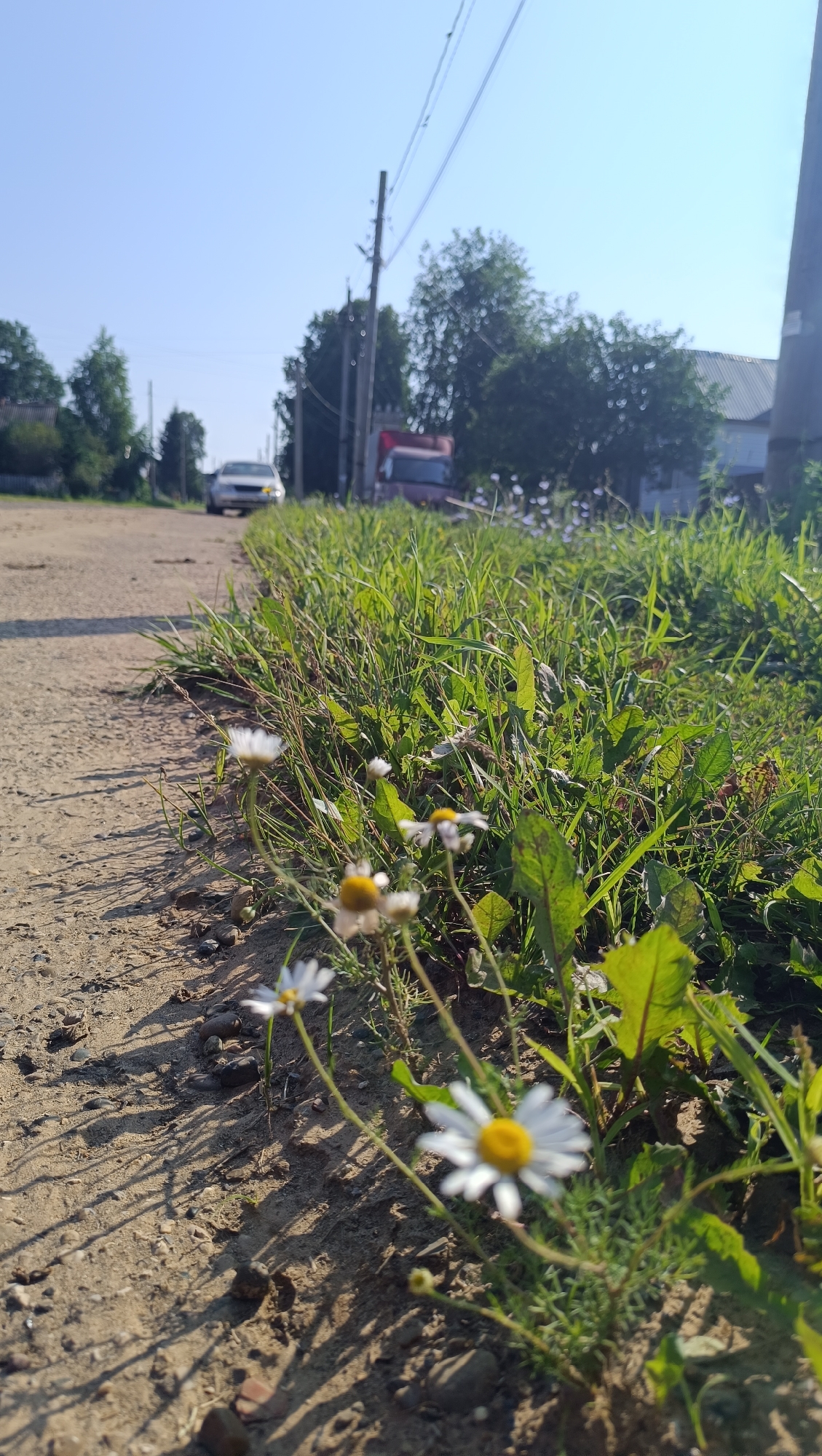 The image shows a rural road with a dirt shoulder lined with green grass and small white daisies. In the background, there is a light-colored car and a red truck driving on the road. Trees and a building are visible on the right side of the road. The sky is clear and blue, indicating a sunny day. The scene appears to be a quiet, possibly residential area in Karsha, Russia.