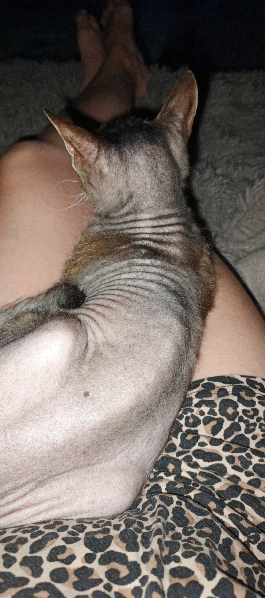 A hairless cat rests on someone's lap. The person is wearing leopard print pants. The cat is facing away from the camera. Parts of the person's feet are visible in the background. The scene appears to be indoors. The specific location in Chaikovsky, Russia, is not identifiable from the image.