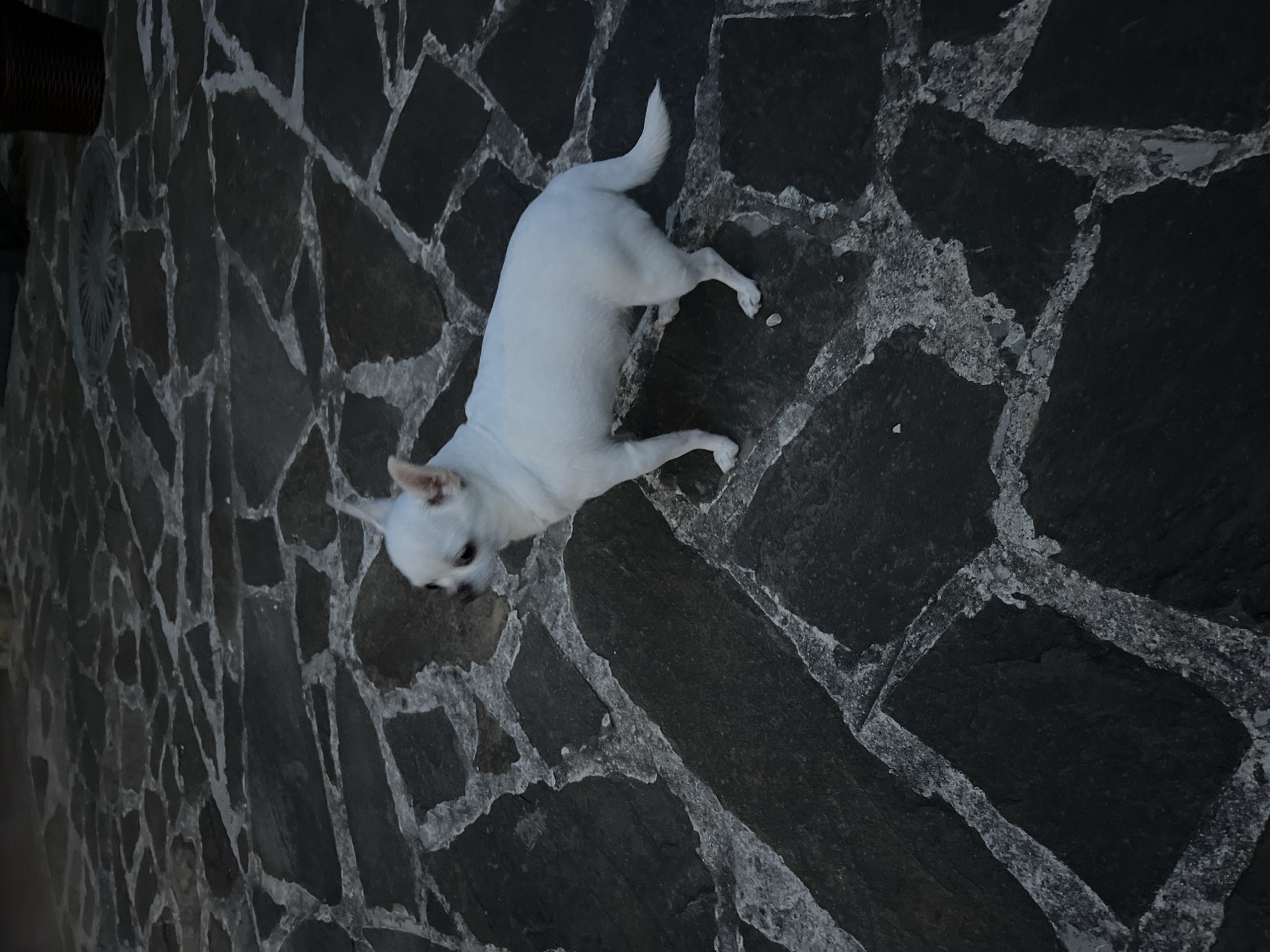 A small white chihuahua stands on a paved patio. The patio is made of dark grey irregular flagstones with light grey grout lines forming a mosaic pattern. The dog is facing left, with its head slightly turned towards the viewer. Its fur is short and white, and it has large erect ears and dark eyes. The background is dark and out of focus, suggesting it is dusk or nighttime. The scene appears to be an outdoor setting, possibly a backyard or courtyard in a residential area. There is no specific indication of the location being in Yaremche, Ukraine.