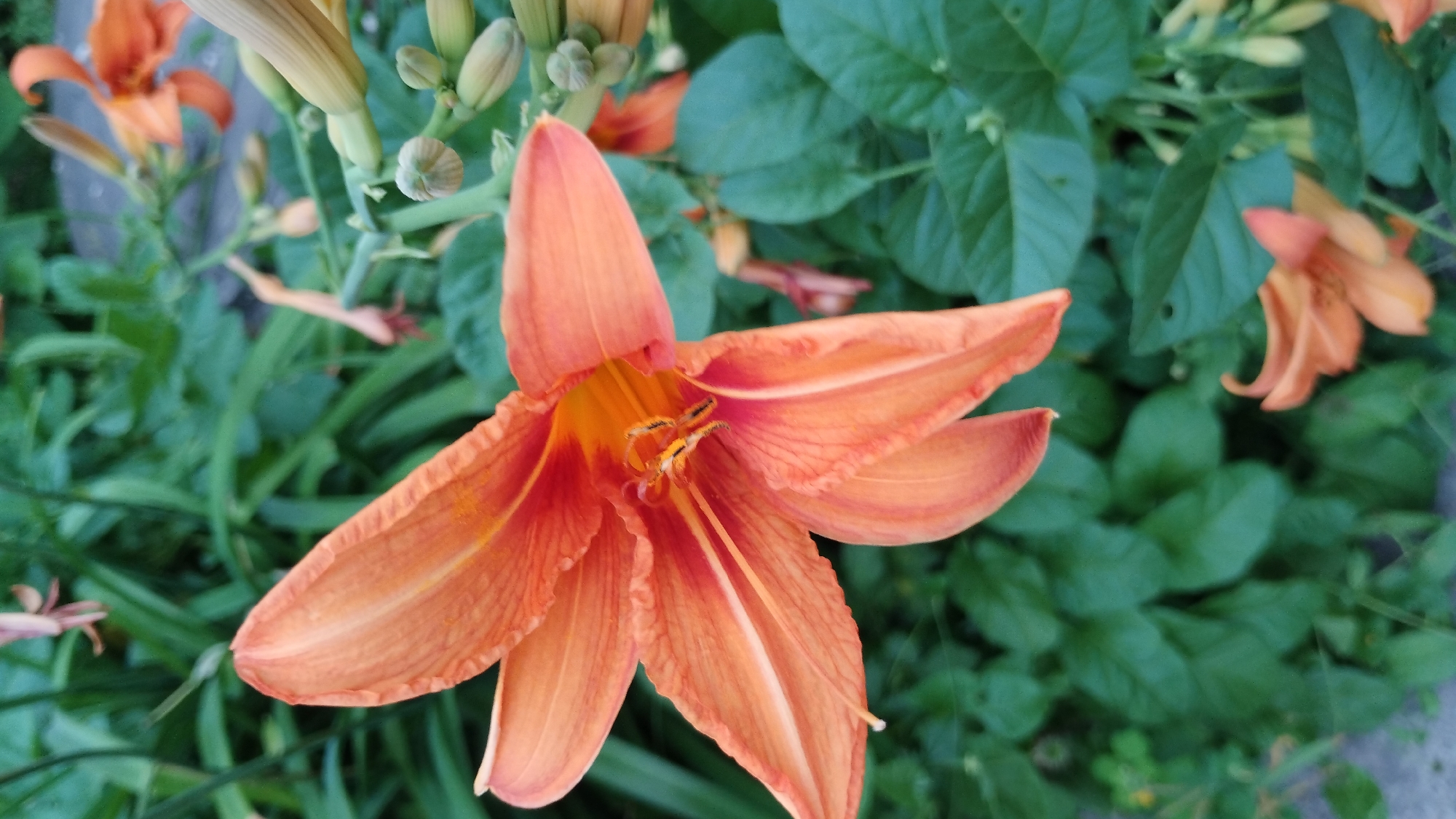 A close-up, high-angle shot shows an orange daylily with six petals, its center a vibrant orange with visible stamens. The flower is surrounded by lush green foliage and several unopened flower buds. The background is blurred, suggesting a shallow depth of field, with hints of other orange flowers and greenery. The lighting is natural, with soft shadows. The scene appears to be outdoors, possibly in a garden or park.