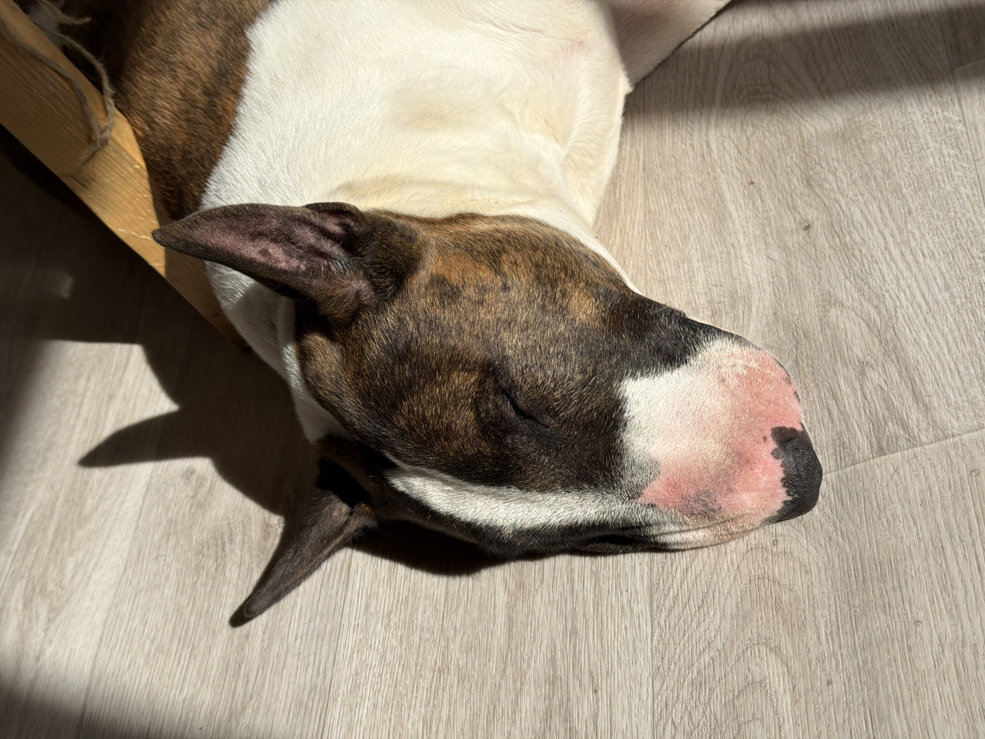 An overhead shot captures a Bull Terrier dog deeply asleep on a light-colored wooden or laminate floor. The dog displays a distinctive coat pattern of white fur on its body and face, contrasted with rich brown and black brindle markings on its head, ears, and parts of its face. Its eyes are closed in slumber, and its snout shows patches of pink skin with some darker spots, leading to a black nose.
Strong, directional sunlight illuminates the scene from the left, casting sharp shadows on the floor and highlighting the dog's fur, indicating it is daytime. A partial wooden structure, possibly a piece of furniture or a dog bed, is visible in the upper left corner. The dog appears relaxed and comfortable, basking in the sun's warmth. The floor has a visible wood grain texture. No text is visible in the image. The scene is set indoors in Chaikovsky, Russia.